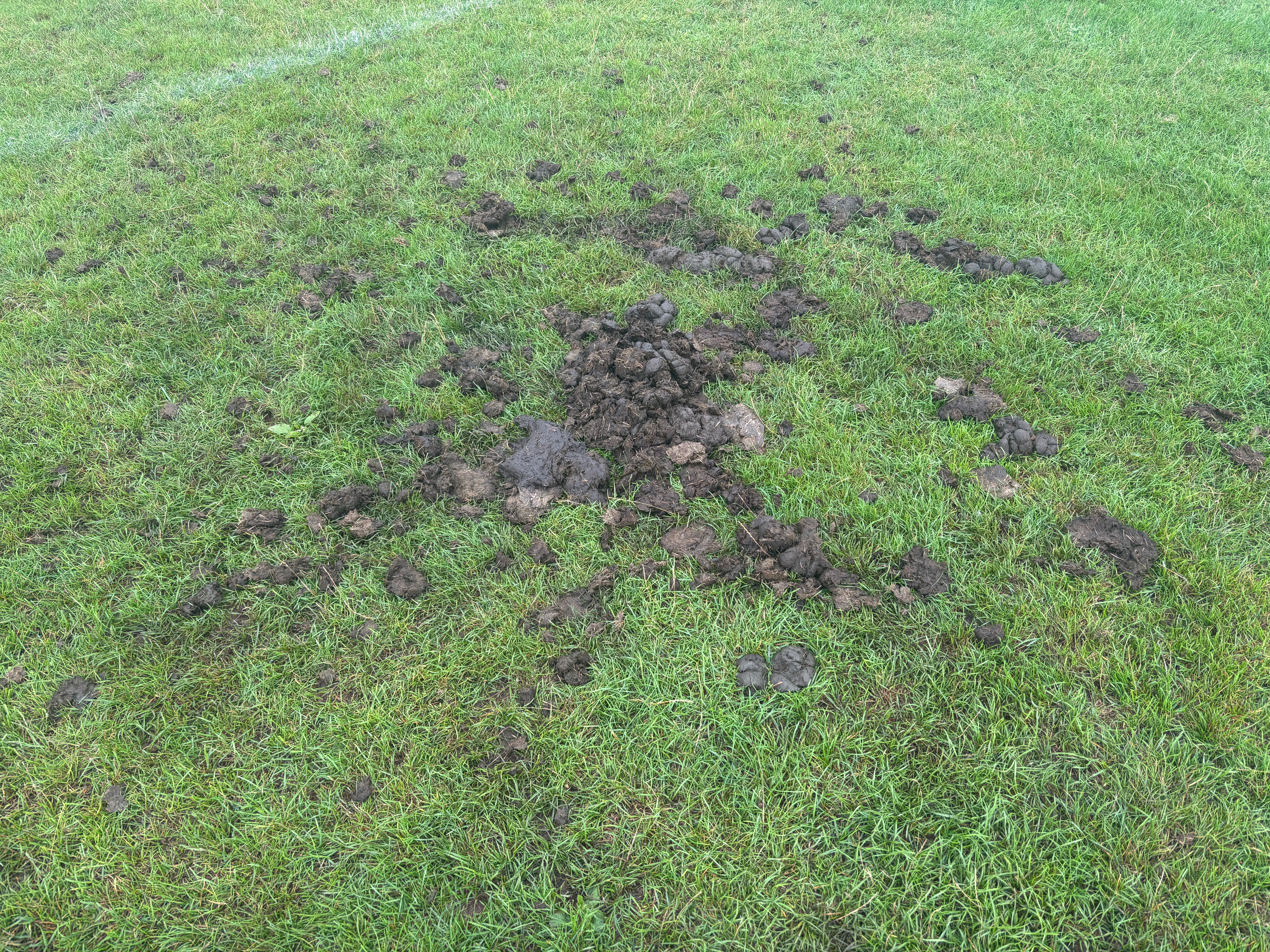 Help with the Wingerworth JSA pitches at the Avenue campaign photo, 4 of 7