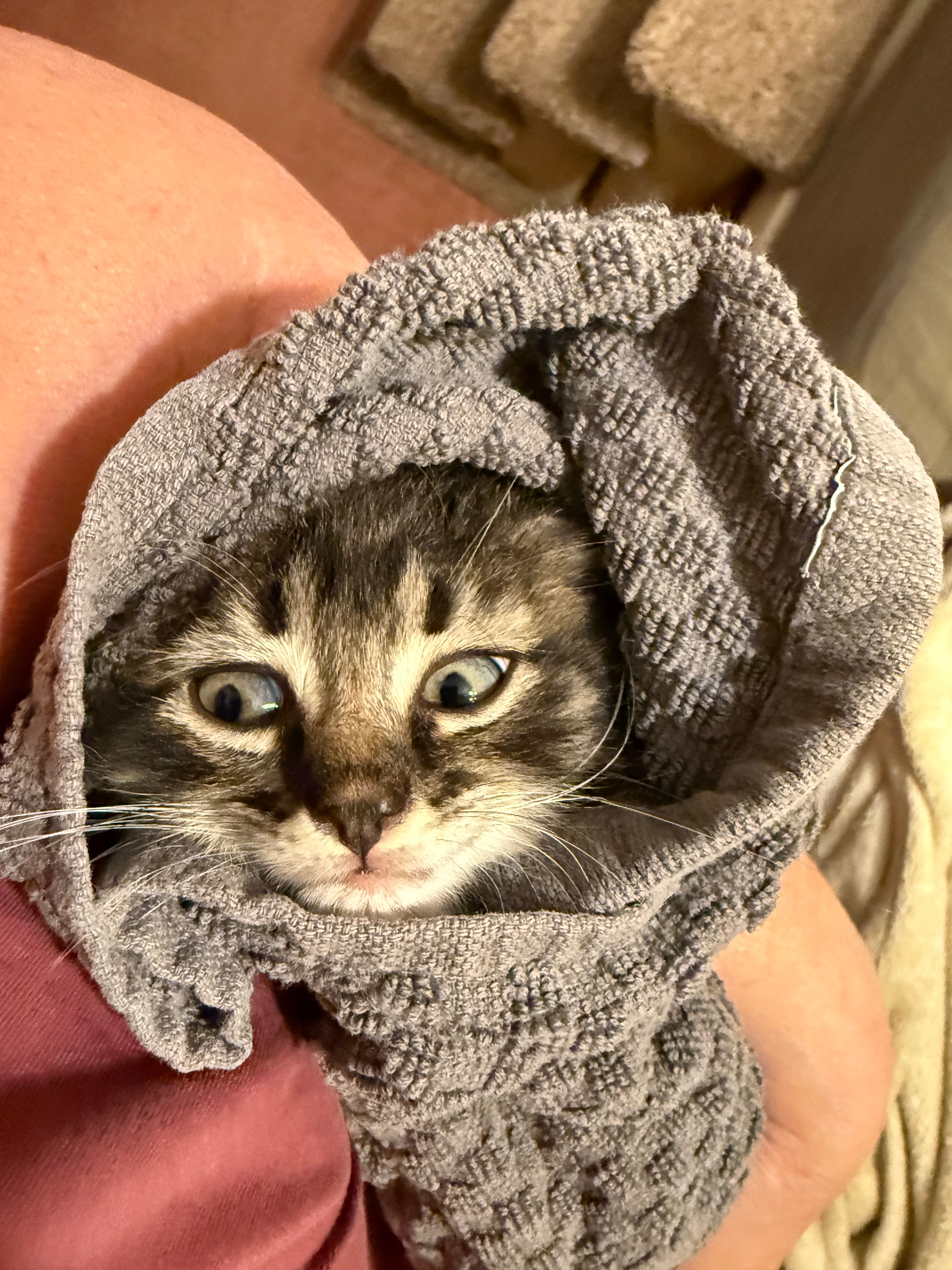 A Strong Start for Foster Baby Kittens campaign photo, 4 of 5