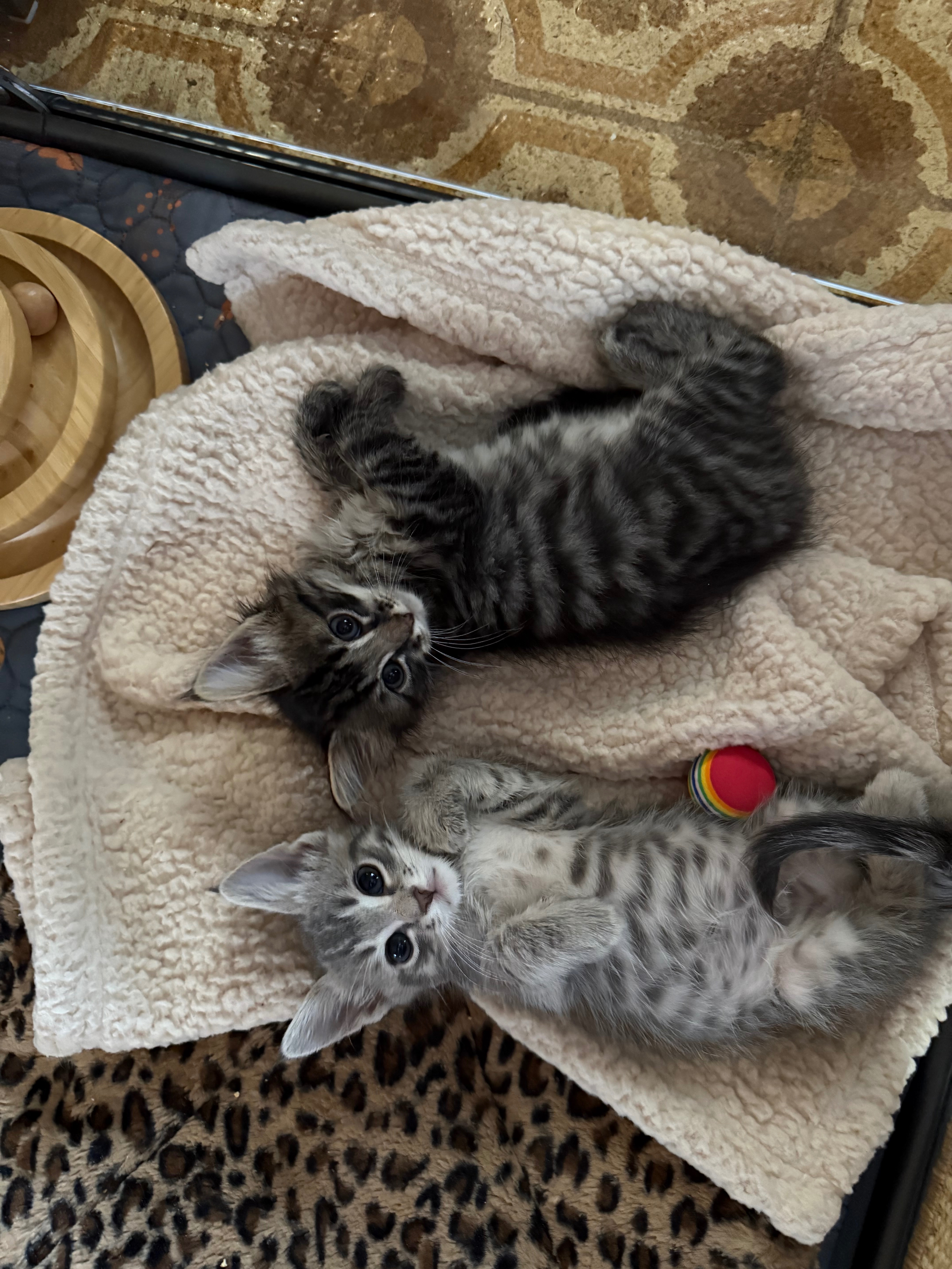A Strong Start for Foster Baby Kittens campaign photo, 2 of 5