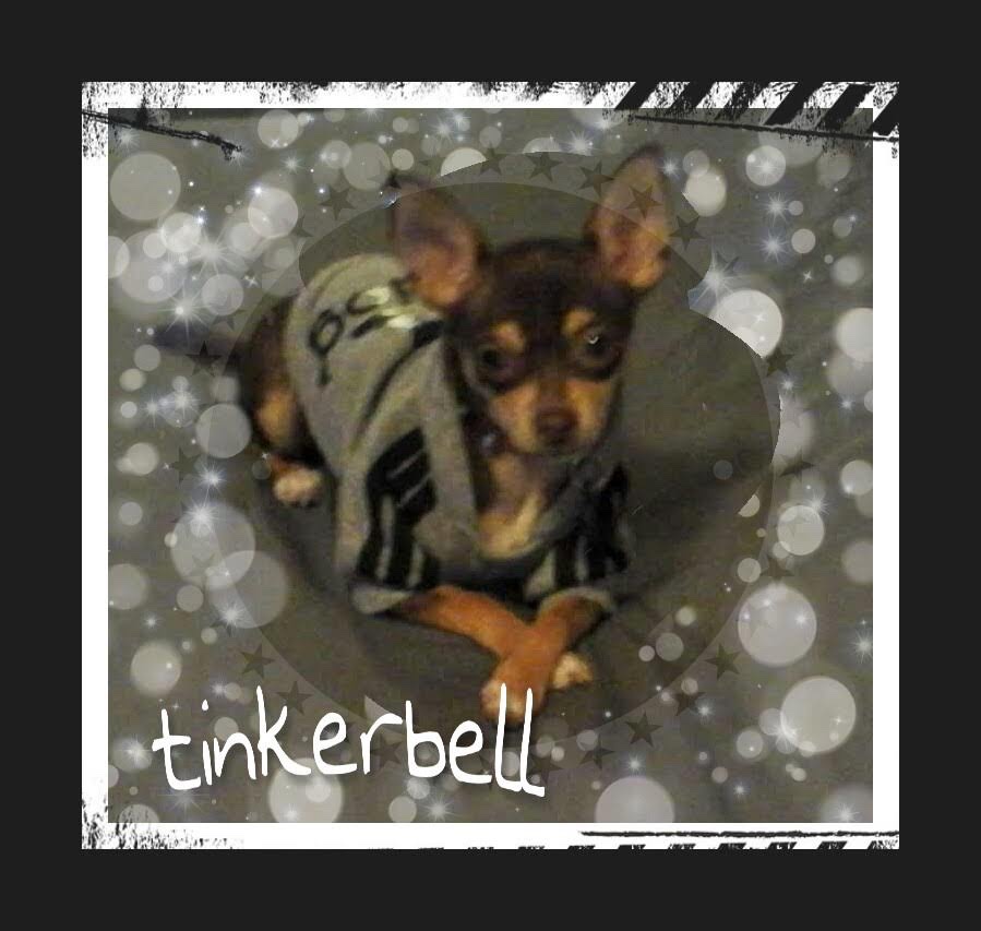 Help Tinkerbell Get Urgent Surgery campaign photo, 2 of 4