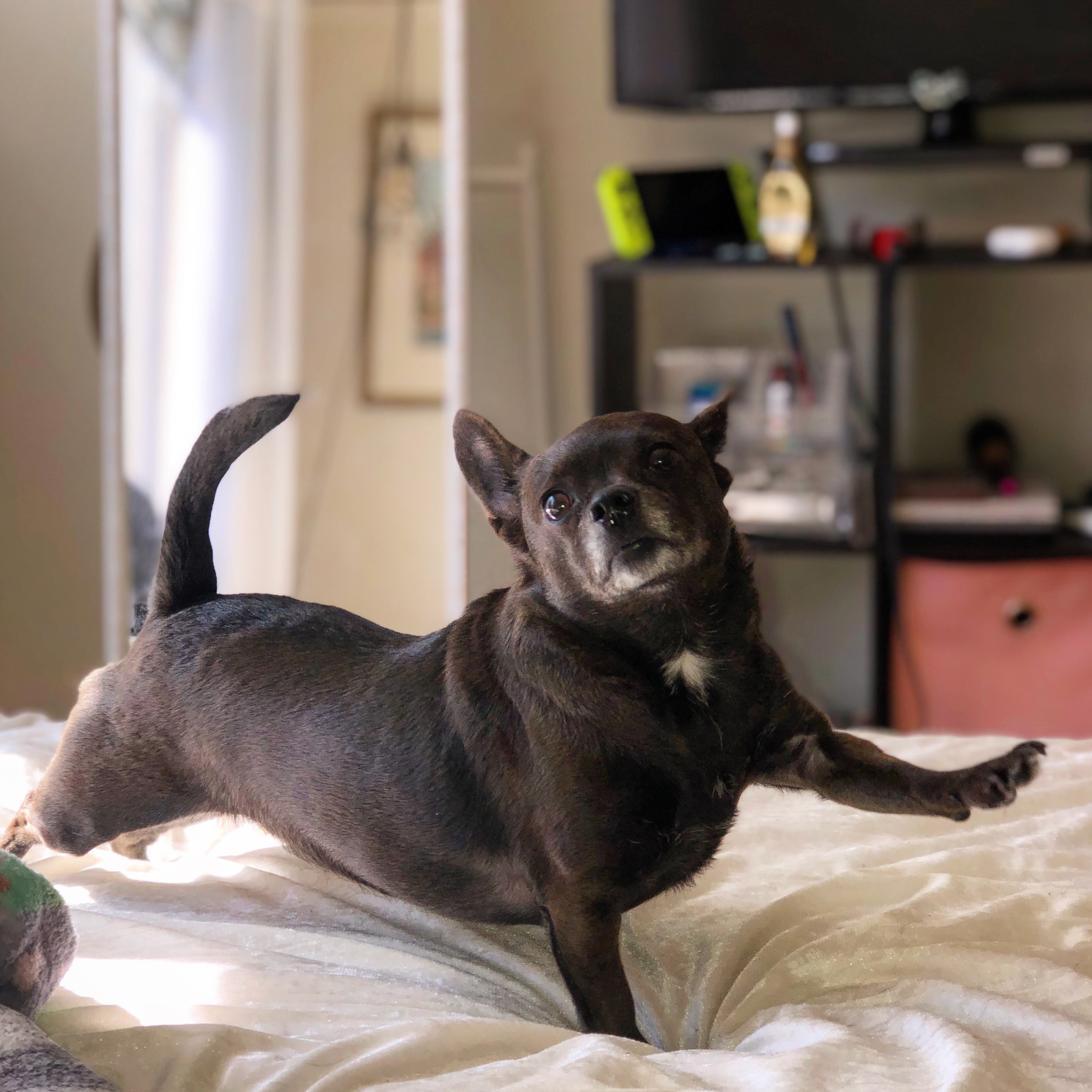 My best friend of 10 years needs emergency spinal surgery!! campaign photo, 2 of 8