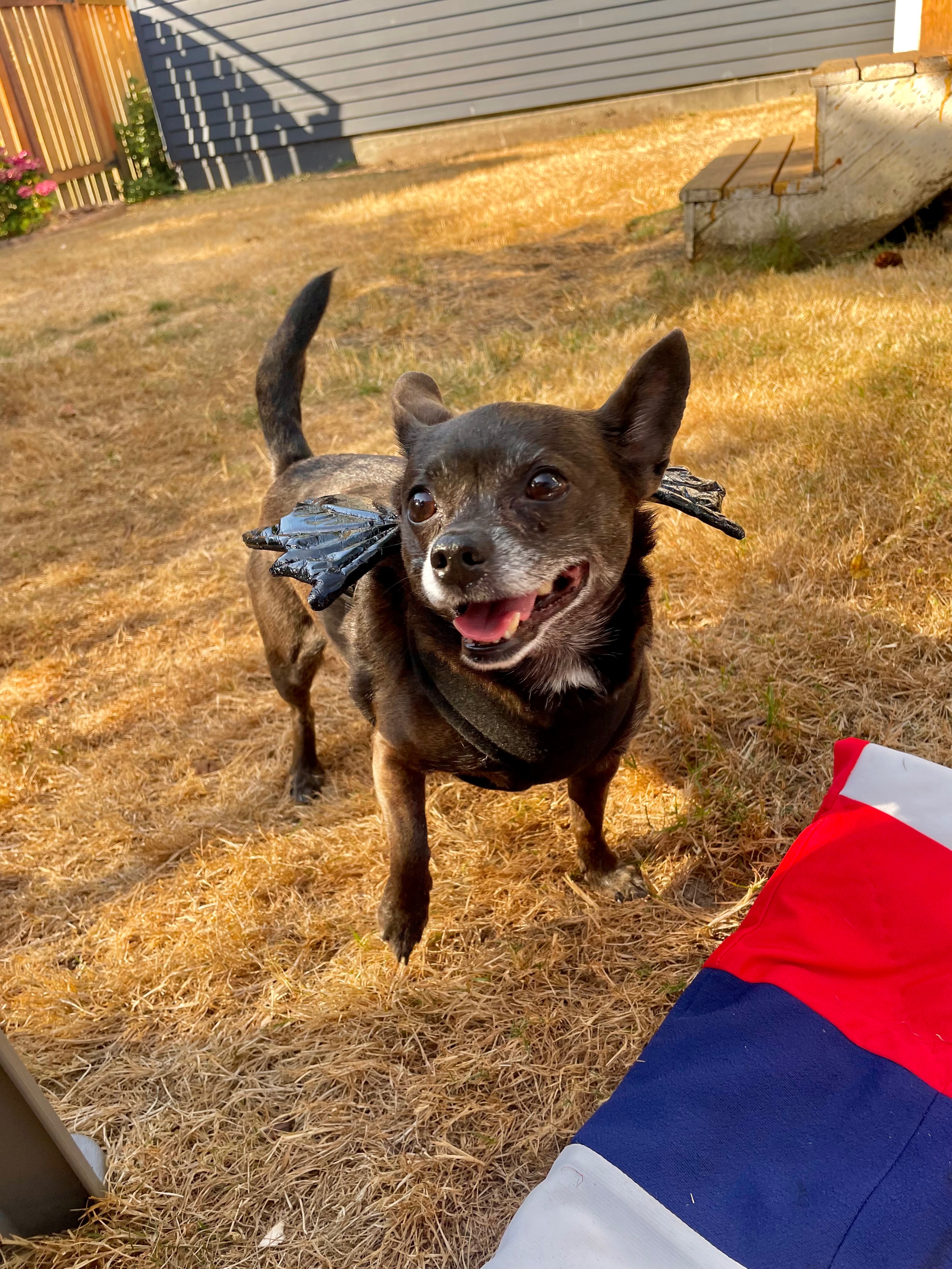 My best friend of 10 years needs emergency spinal surgery!! campaign photo, 4 of 8