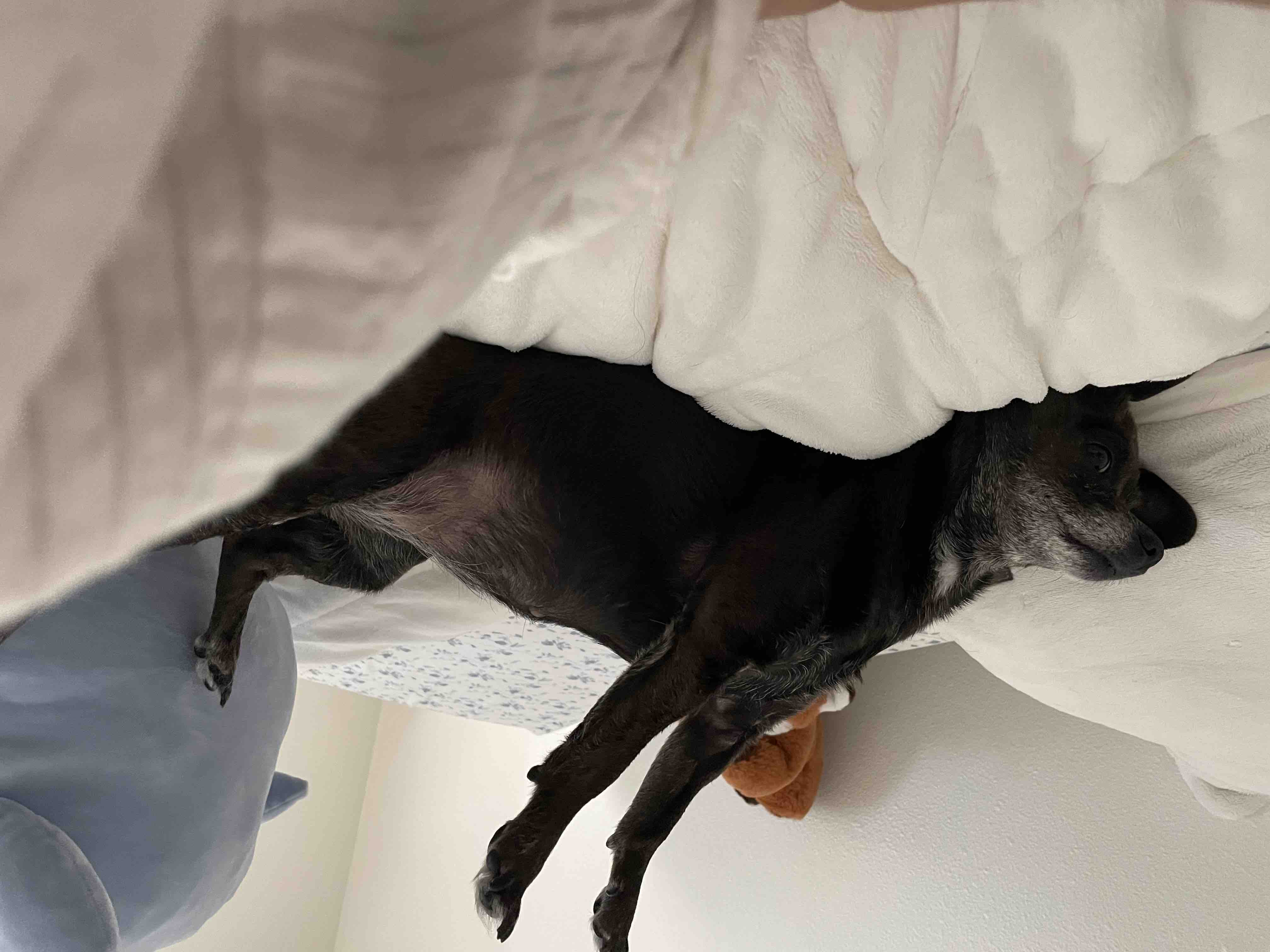 My best friend of 10 years needs emergency spinal surgery!! campaign photo, 6 of 8