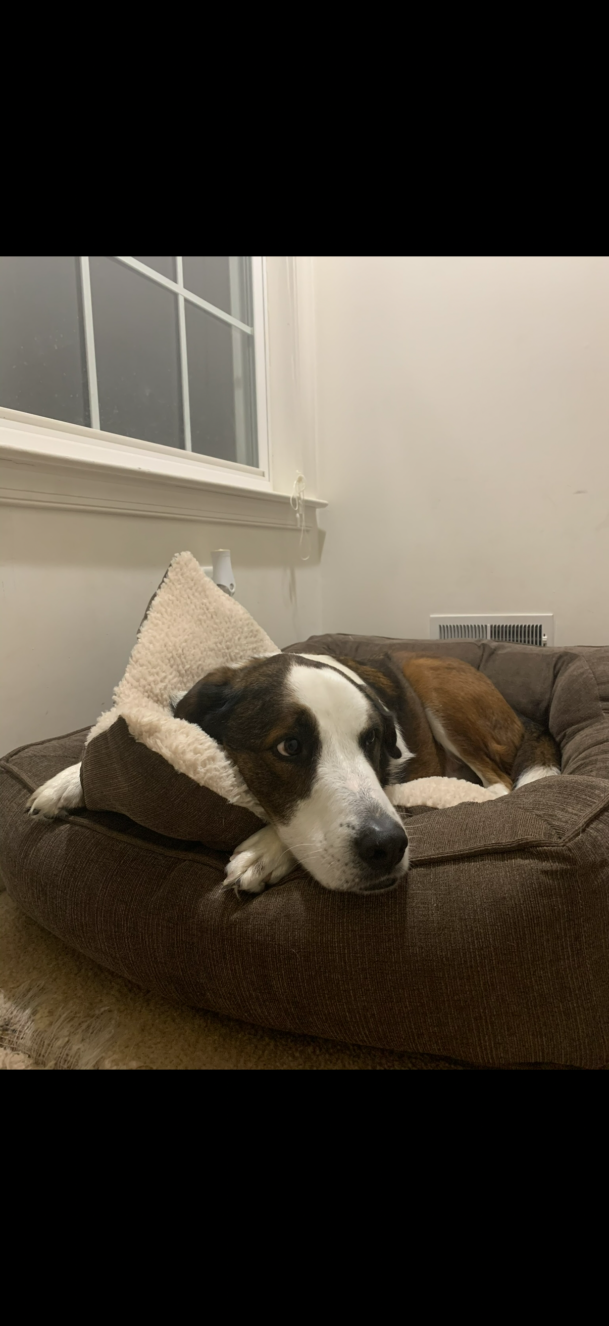 Wedgie’s Emergency Surgery Costs campaign photo, 6 of 7