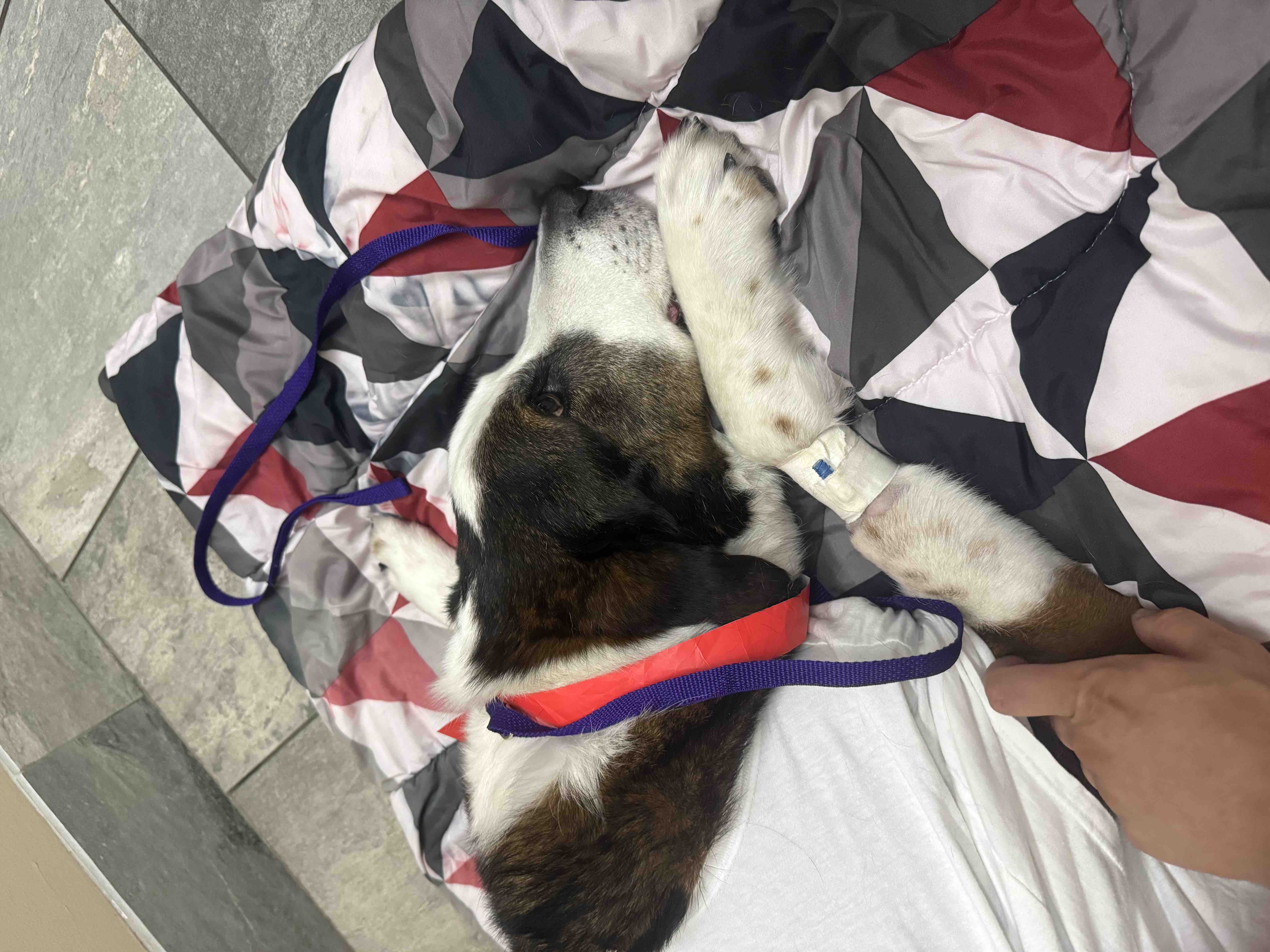 Wedgie’s Emergency Surgery Costs campaign photo, 5 of 7