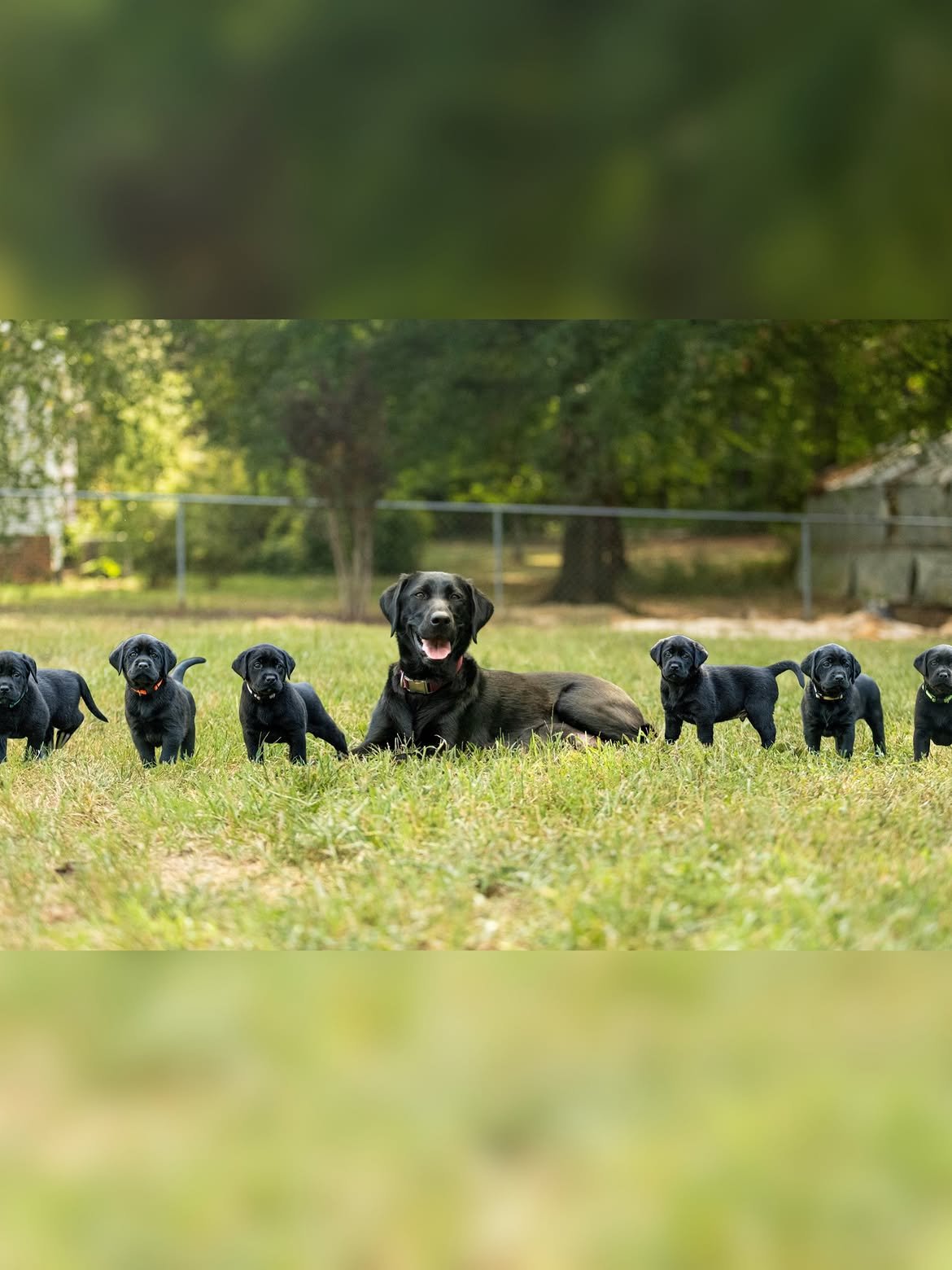 Help Karin Get Her Service Dog for Independence campaign photo, 4 of 7