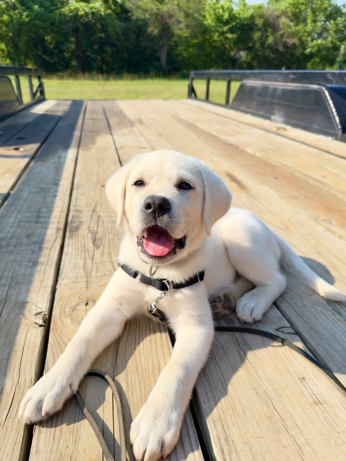 Help Karin Get Her Service Dog for Independence campaign photo, 5 of 7