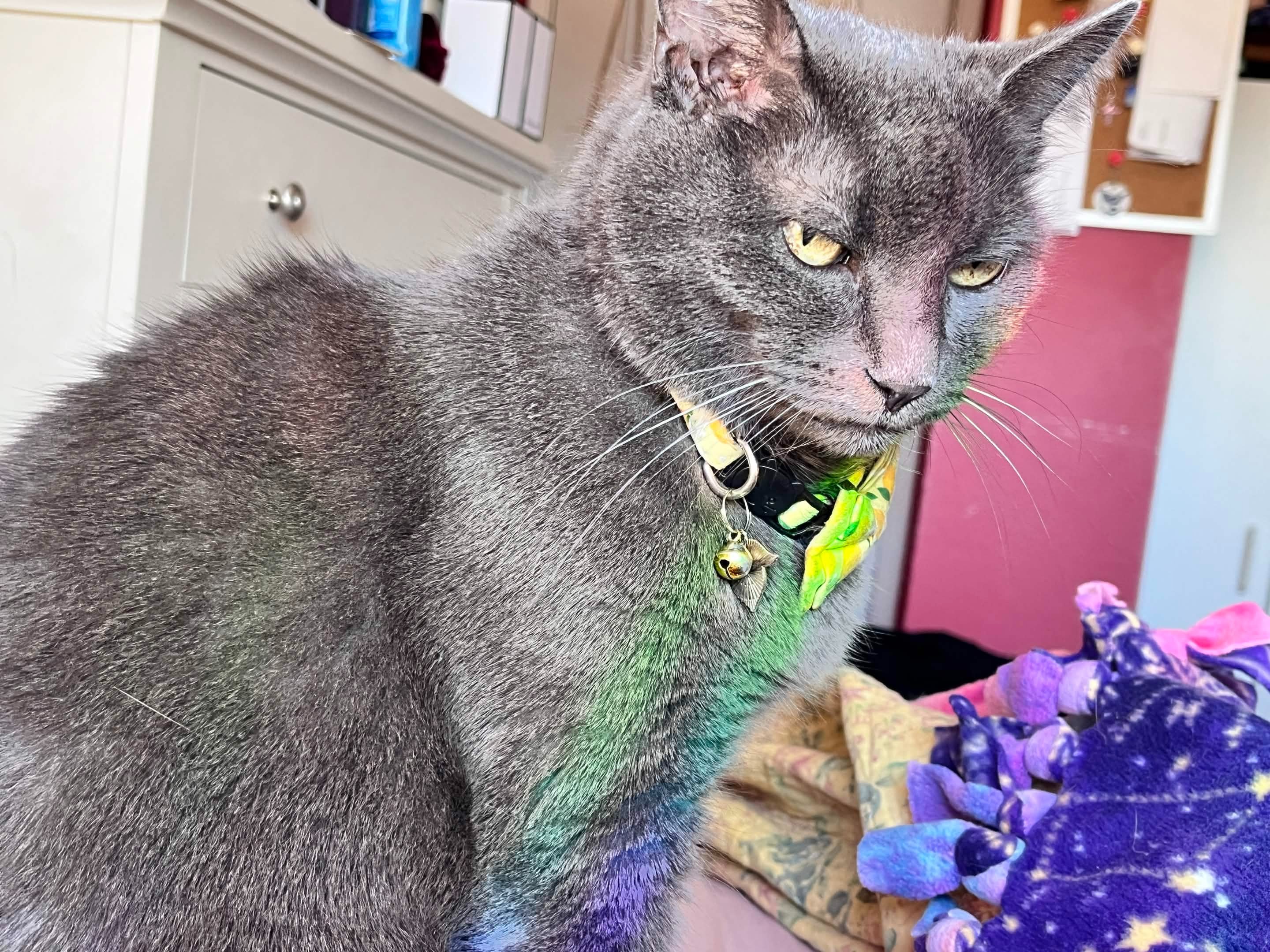 Help Me Pay My Cat Storm's Vet Bills campaign photo, 6 of 7