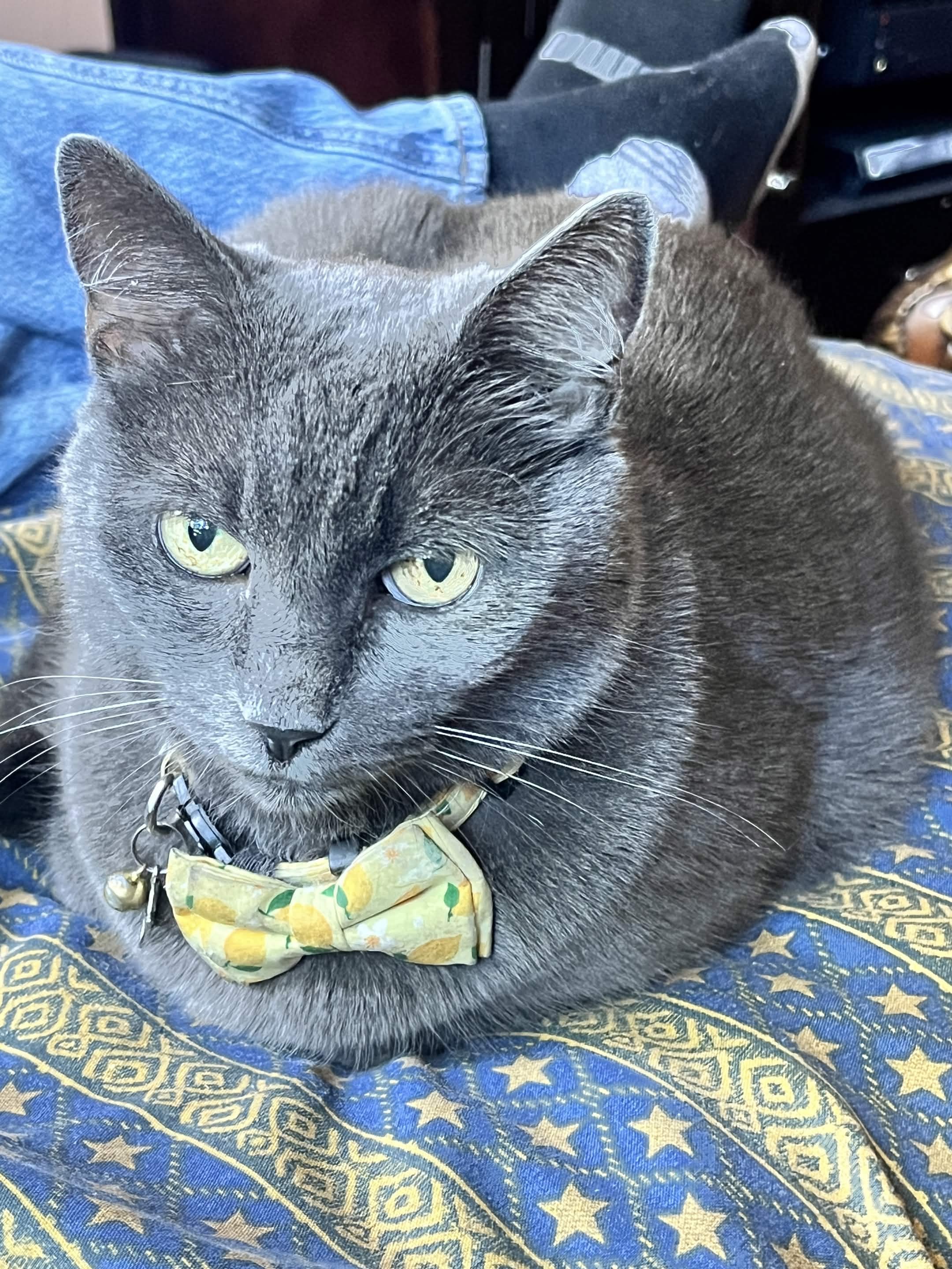 Help Me Pay My Cat Storm's Vet Bills campaign photo, 2 of 7