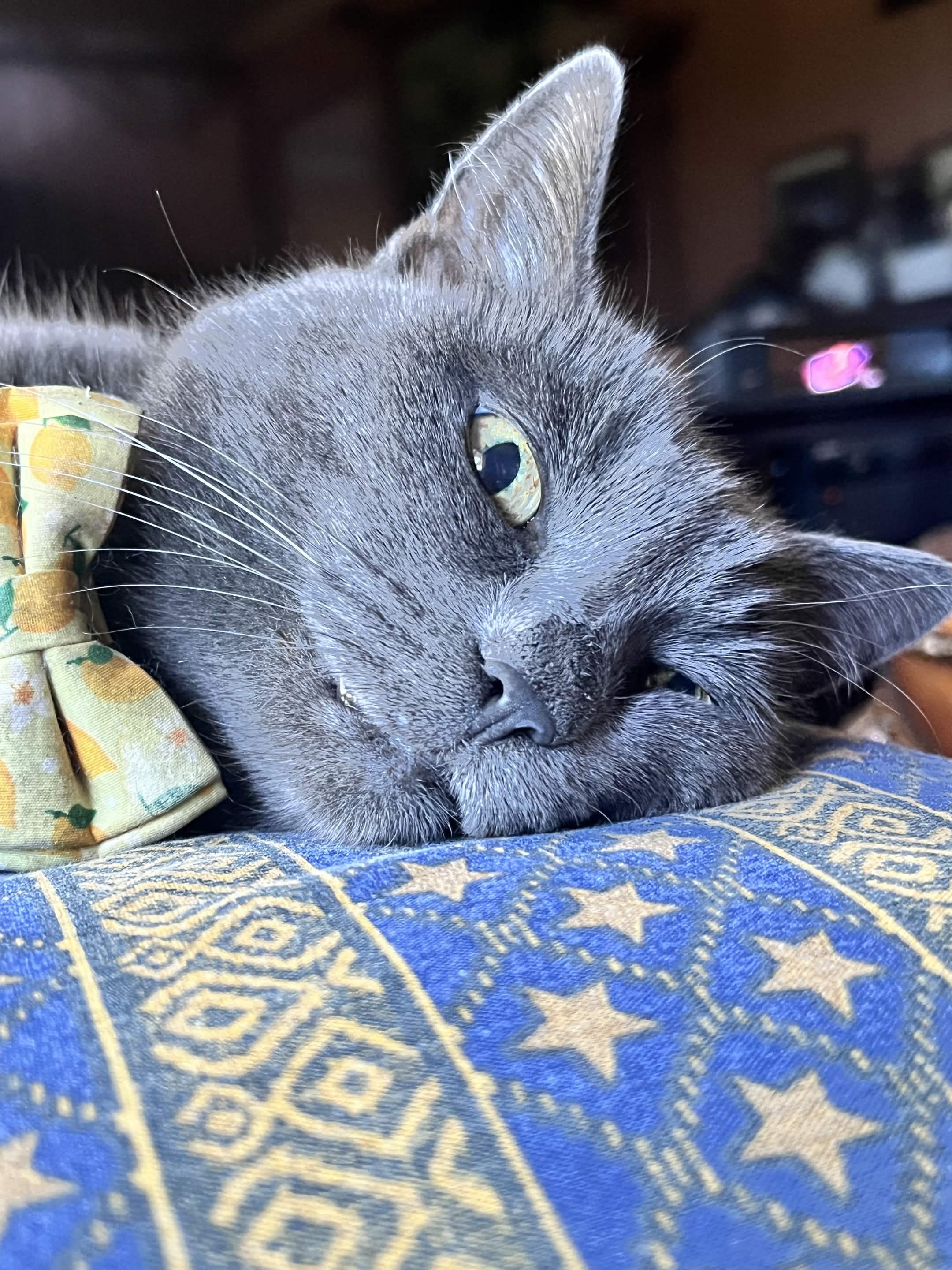Help Me Pay My Cat Storm's Vet Bills campaign photo, 4 of 7