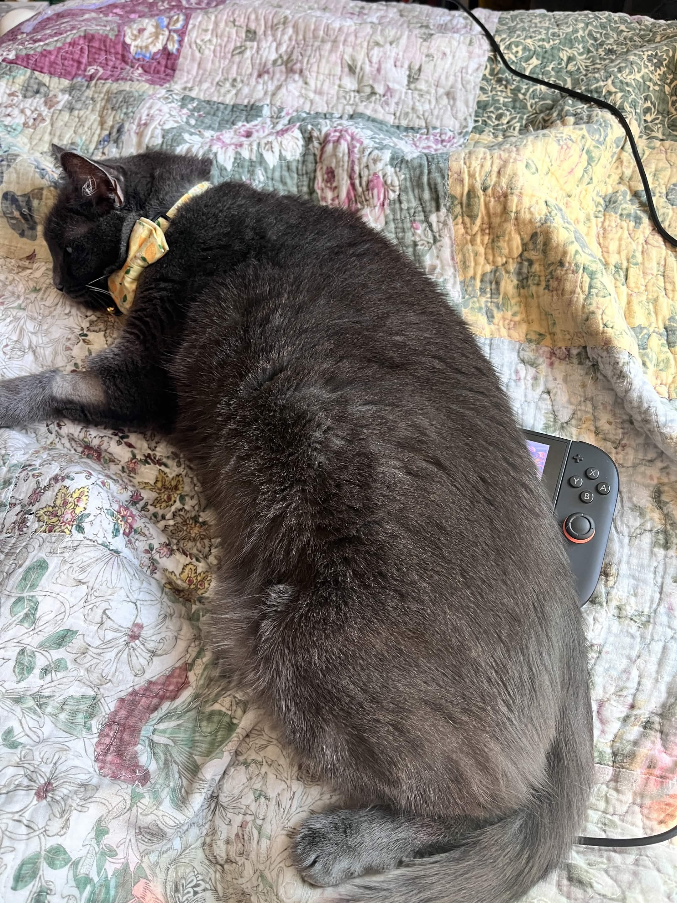 Help Me Pay My Cat Storm's Vet Bills campaign photo, 5 of 7
