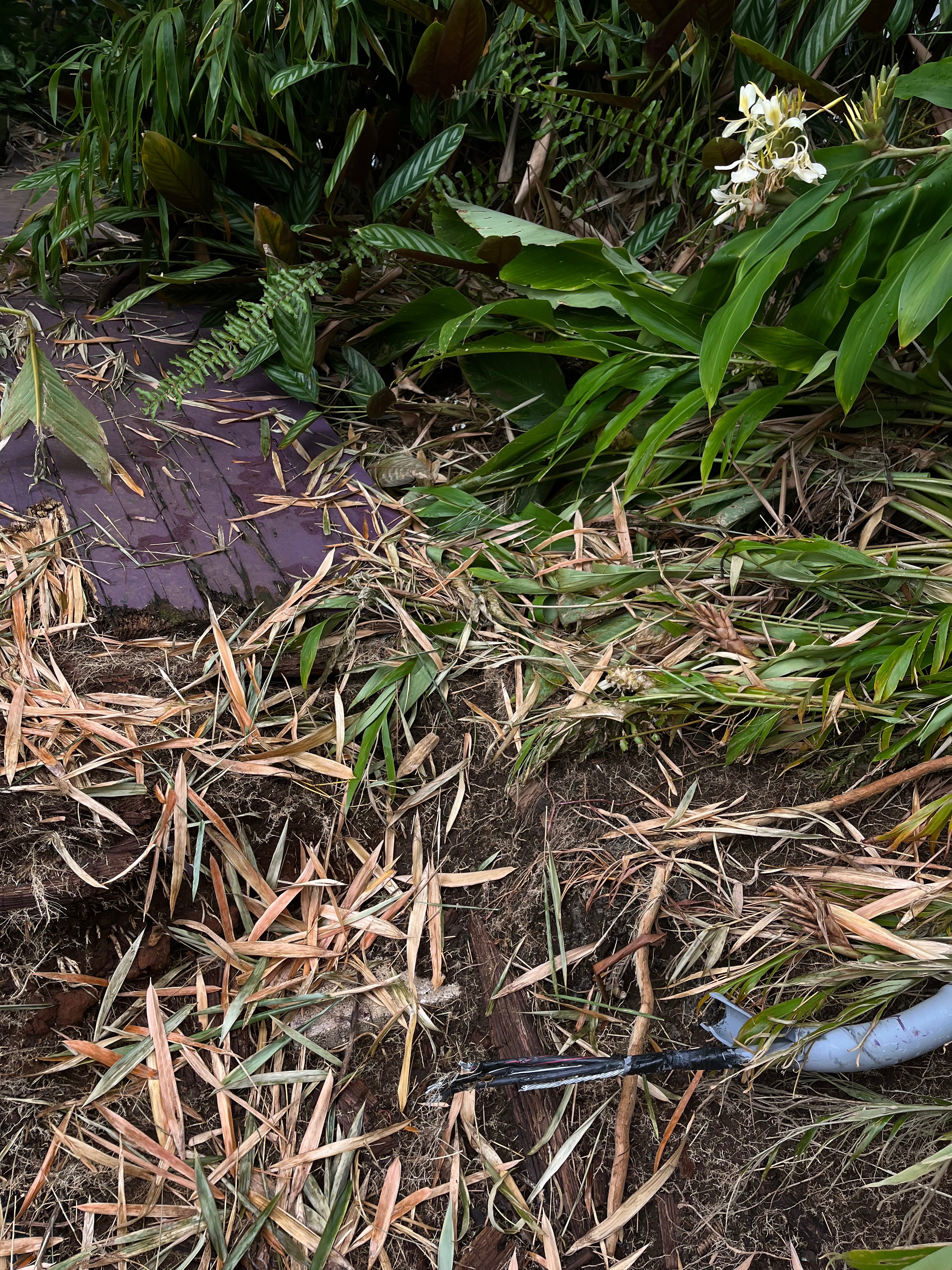 Help Sandra Rebuild After Hurricane Lala on Big Island campaign photo, 5 of 6