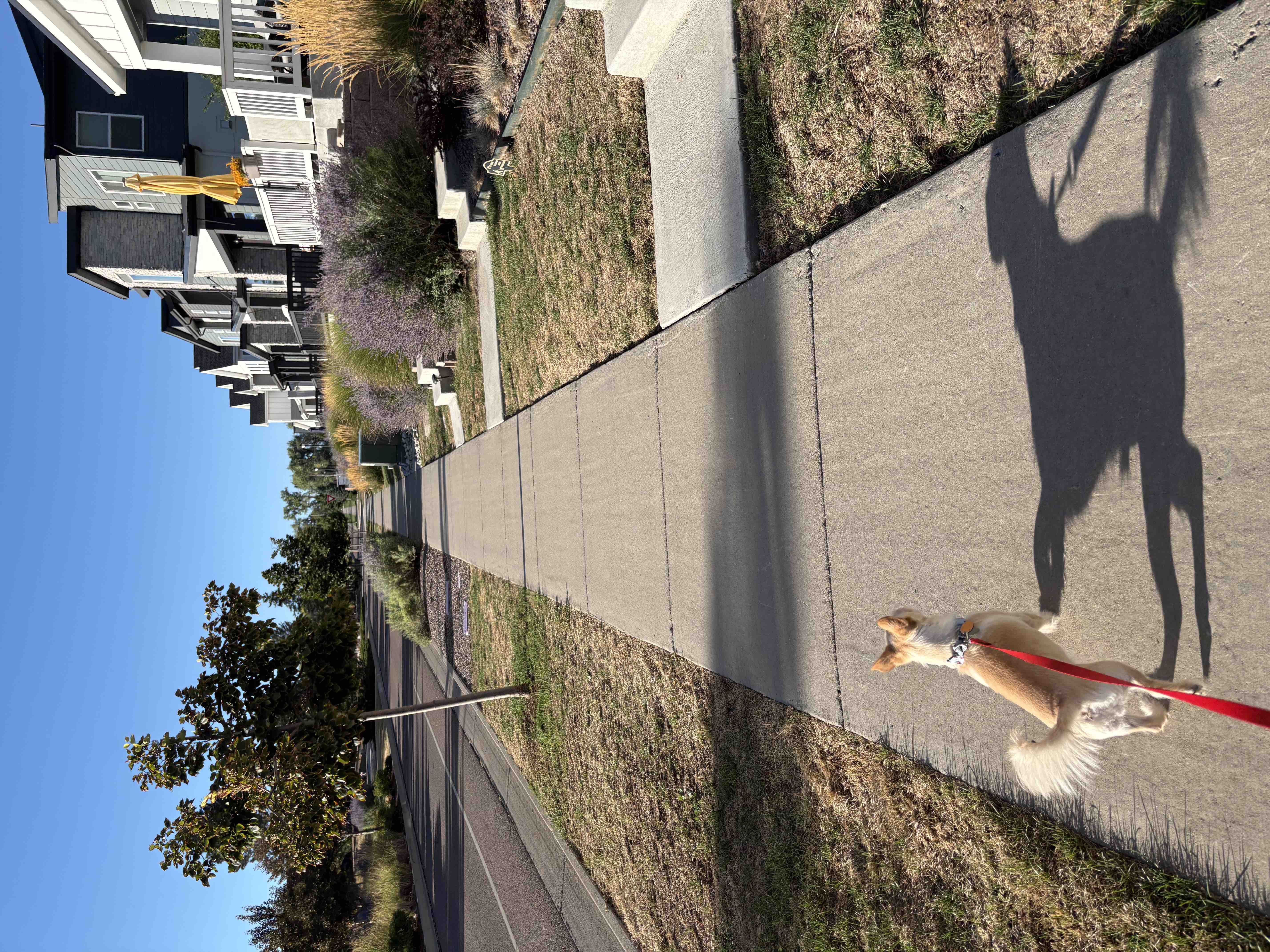 Foto della campagna Help Maegen and Dog Find Safety, 2 di 6
