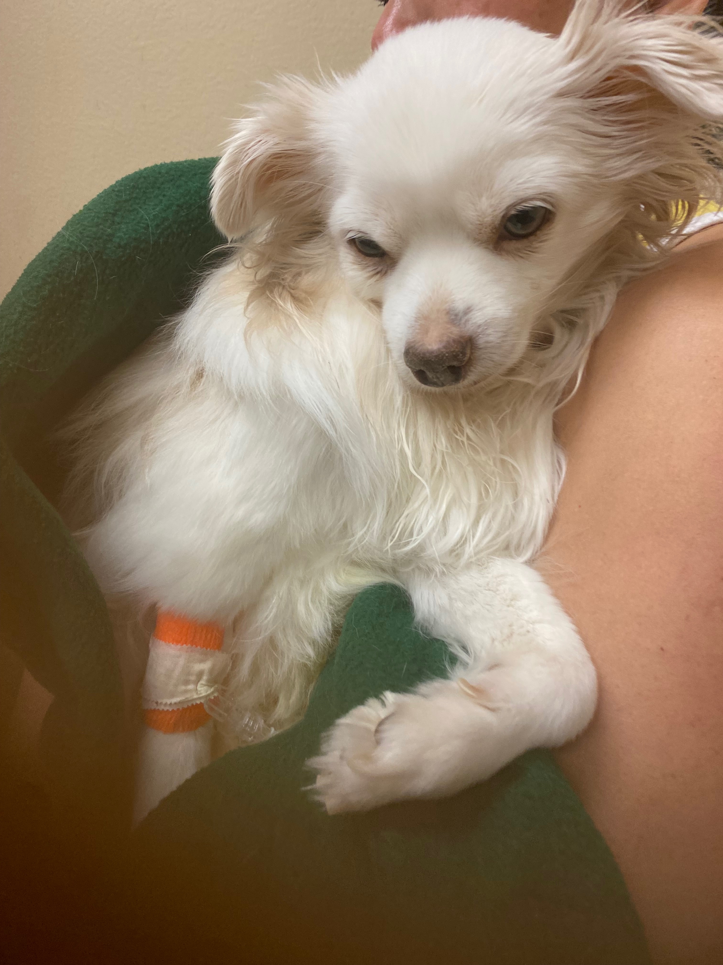 Help Luna Get the Surgery She Needs campaign photo, 7 of 8