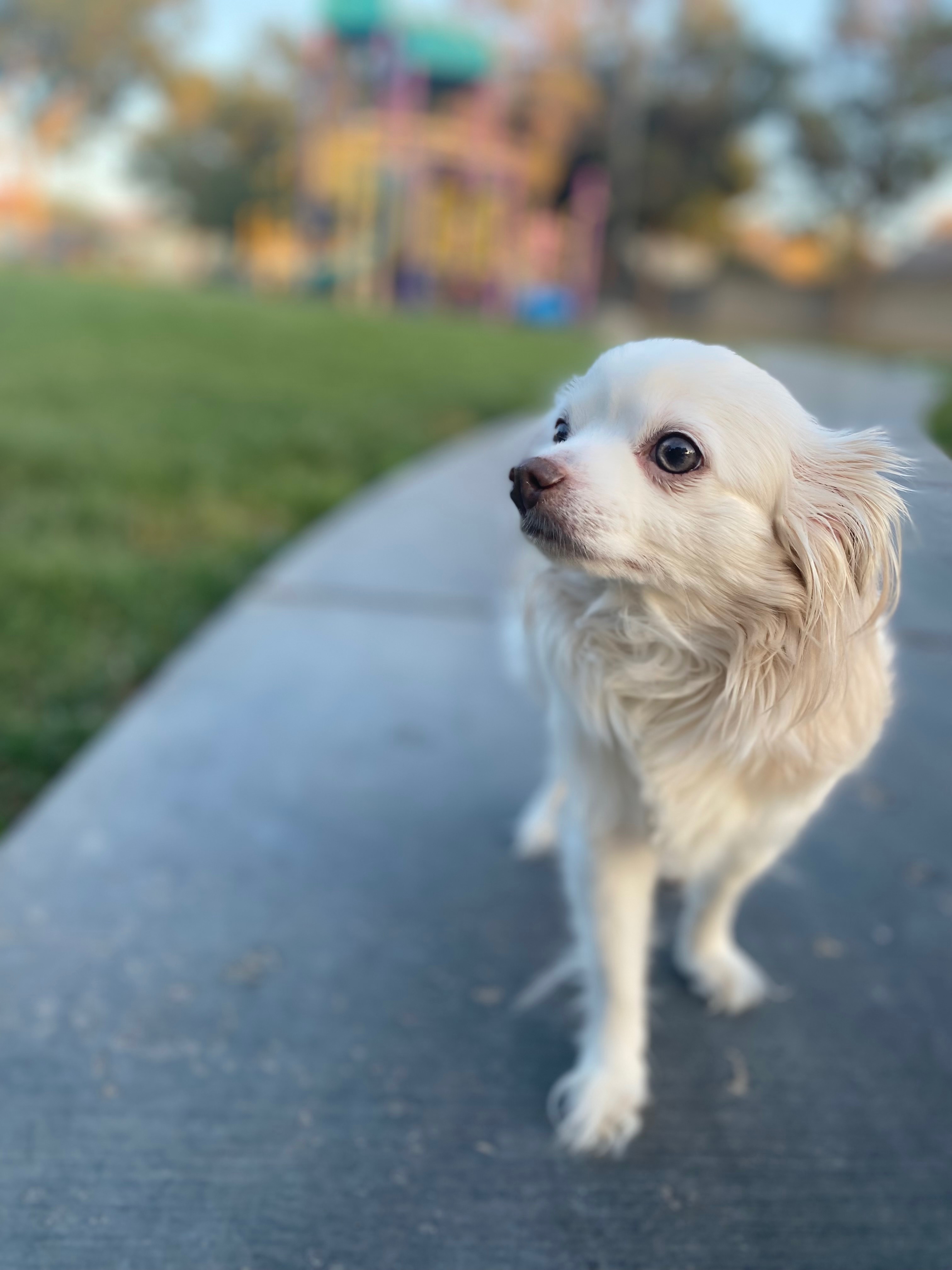 Help Luna Get the Surgery She Needs campaign photo, 2 of 8
