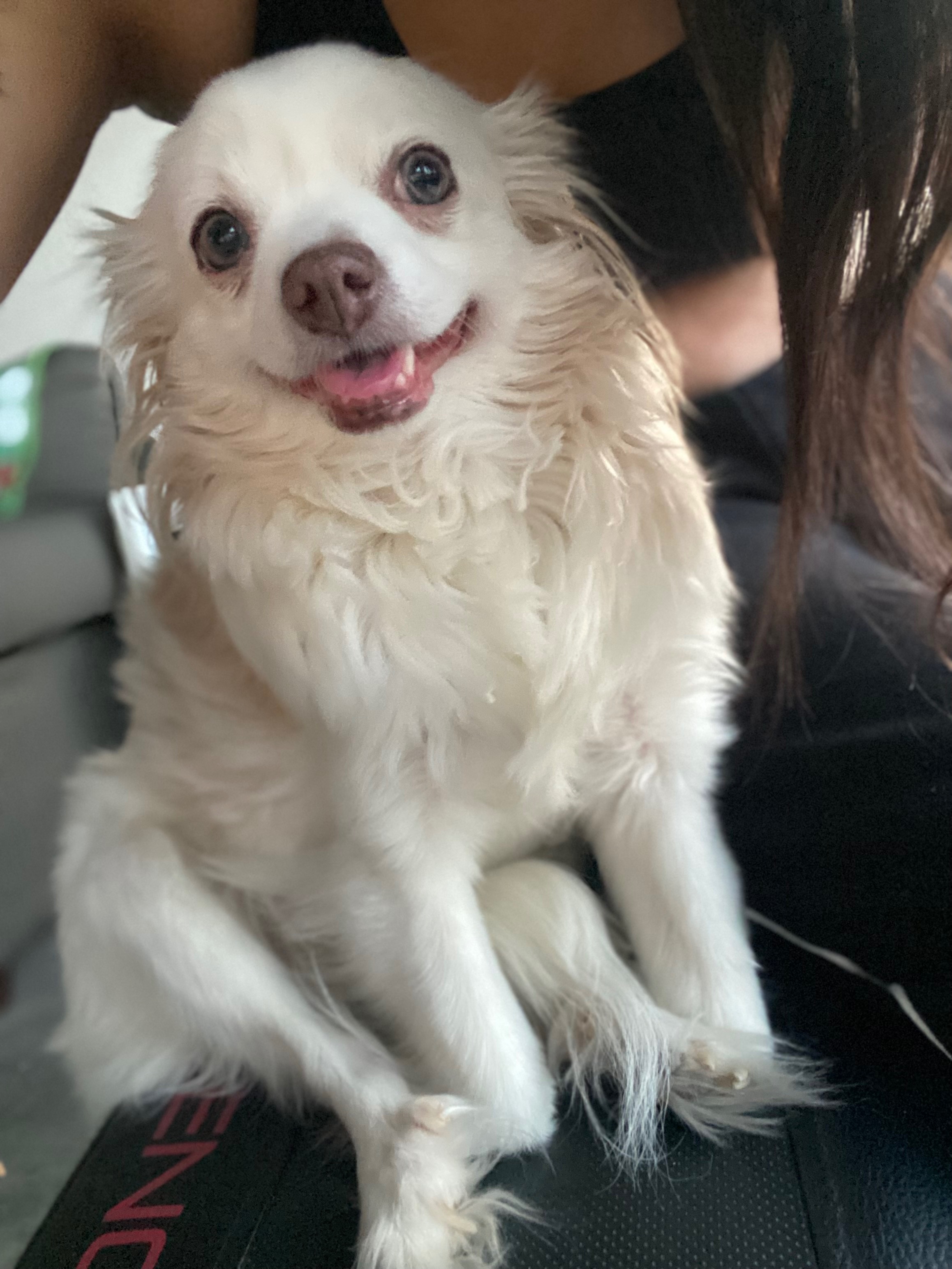 Help Luna Get the Surgery She Needs campaign photo, 4 of 8