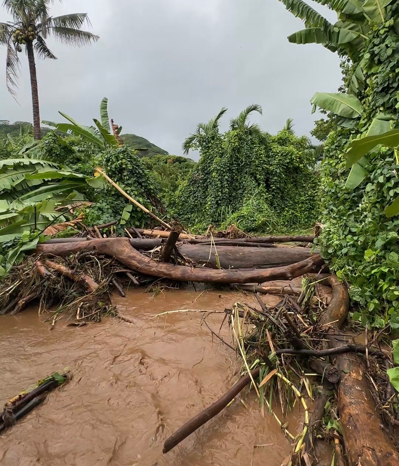 Help Seguin Family Farms Recover After Waiāhole Flooding campaign photo, 7 of 8