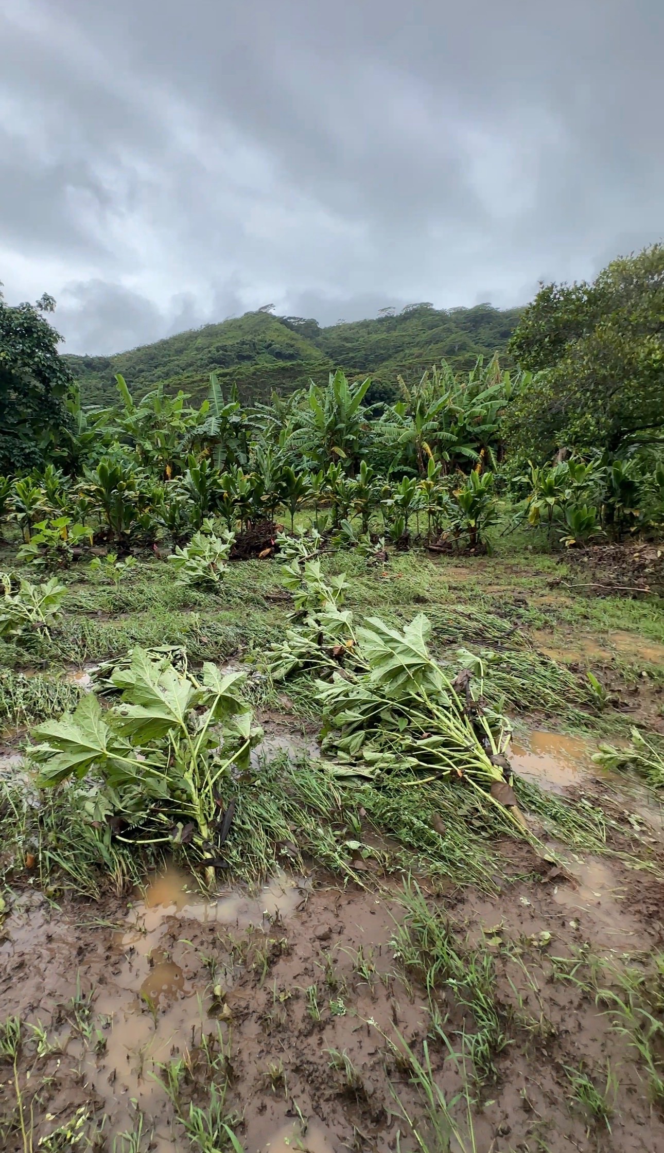 Help Seguin Family Farms Recover After Waiāhole Flooding campaign photo, 4 of 8