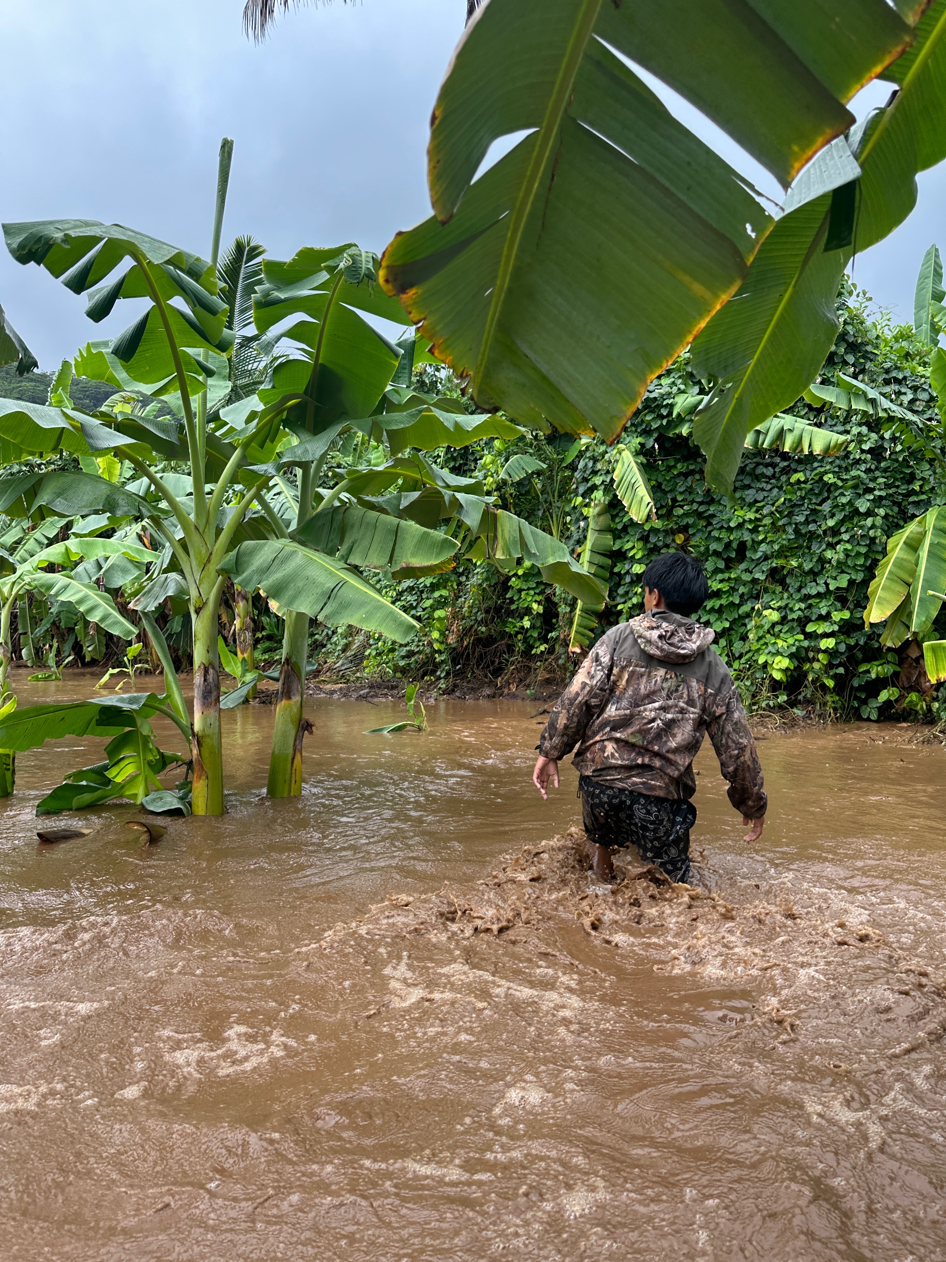 Help Seguin Family Farms Recover After Waiāhole Flooding campaign photo, 5 of 8