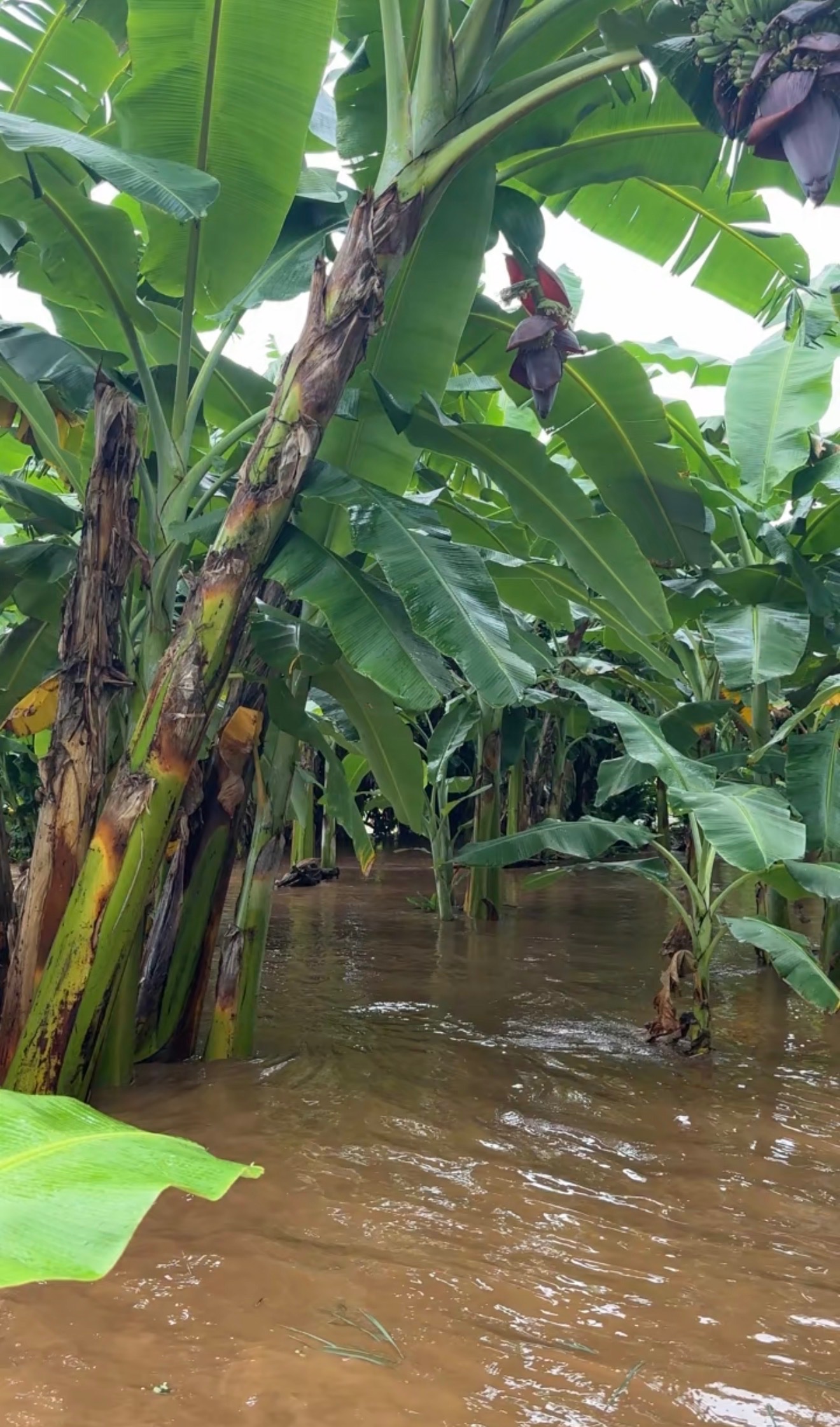 Help Seguin Family Farms Recover After Waiāhole Flooding campaign photo, 6 of 8