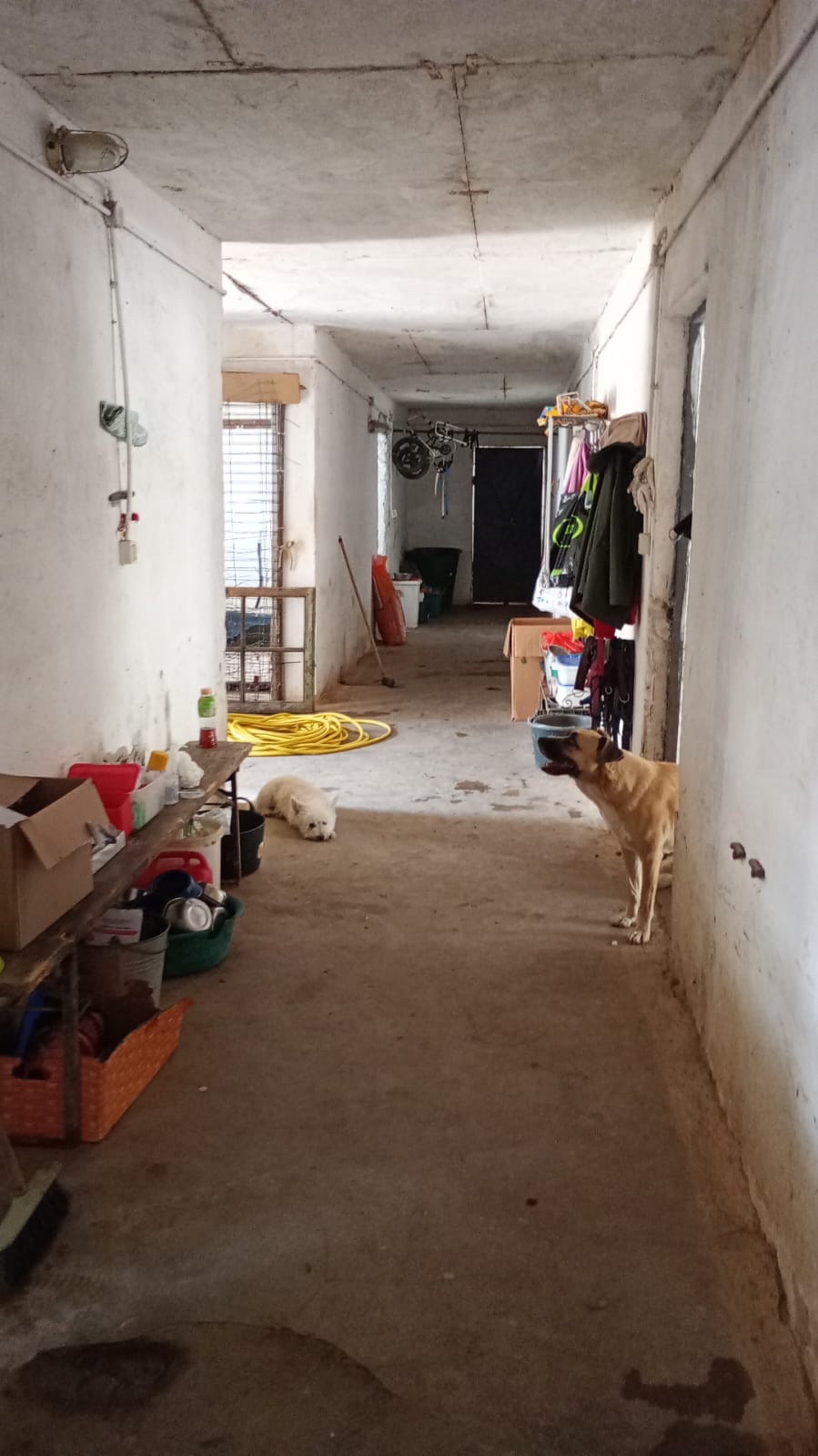 Kampagnen-Foto für 150 Seelen brauchen uns jetzt. Rettung von Silvis Shelter, 2 von 8