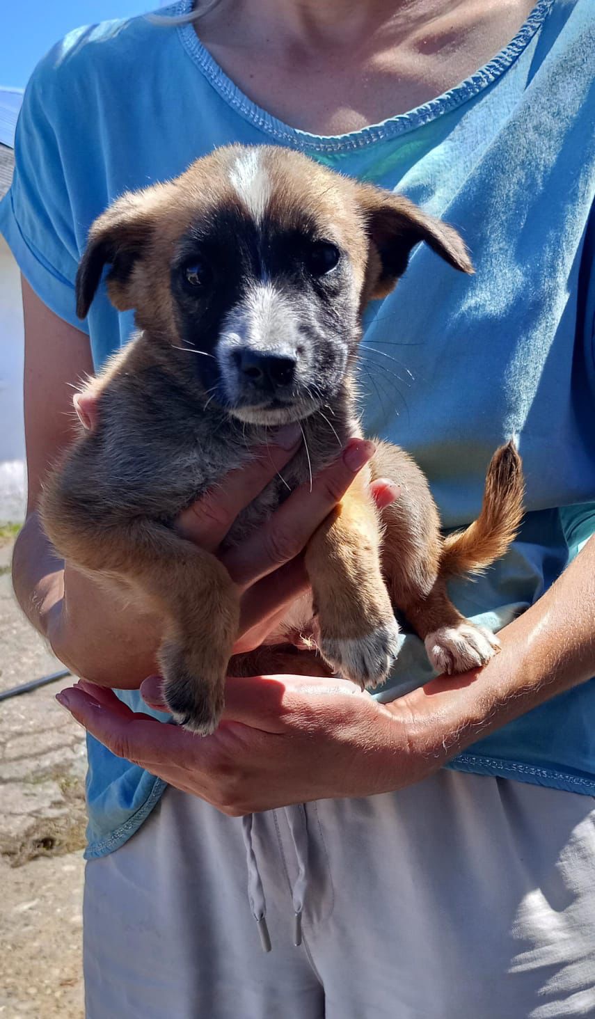 Kampagnen-Foto für 150 Seelen brauchen uns jetzt. Rettung von Silvis Shelter, 7 von 8