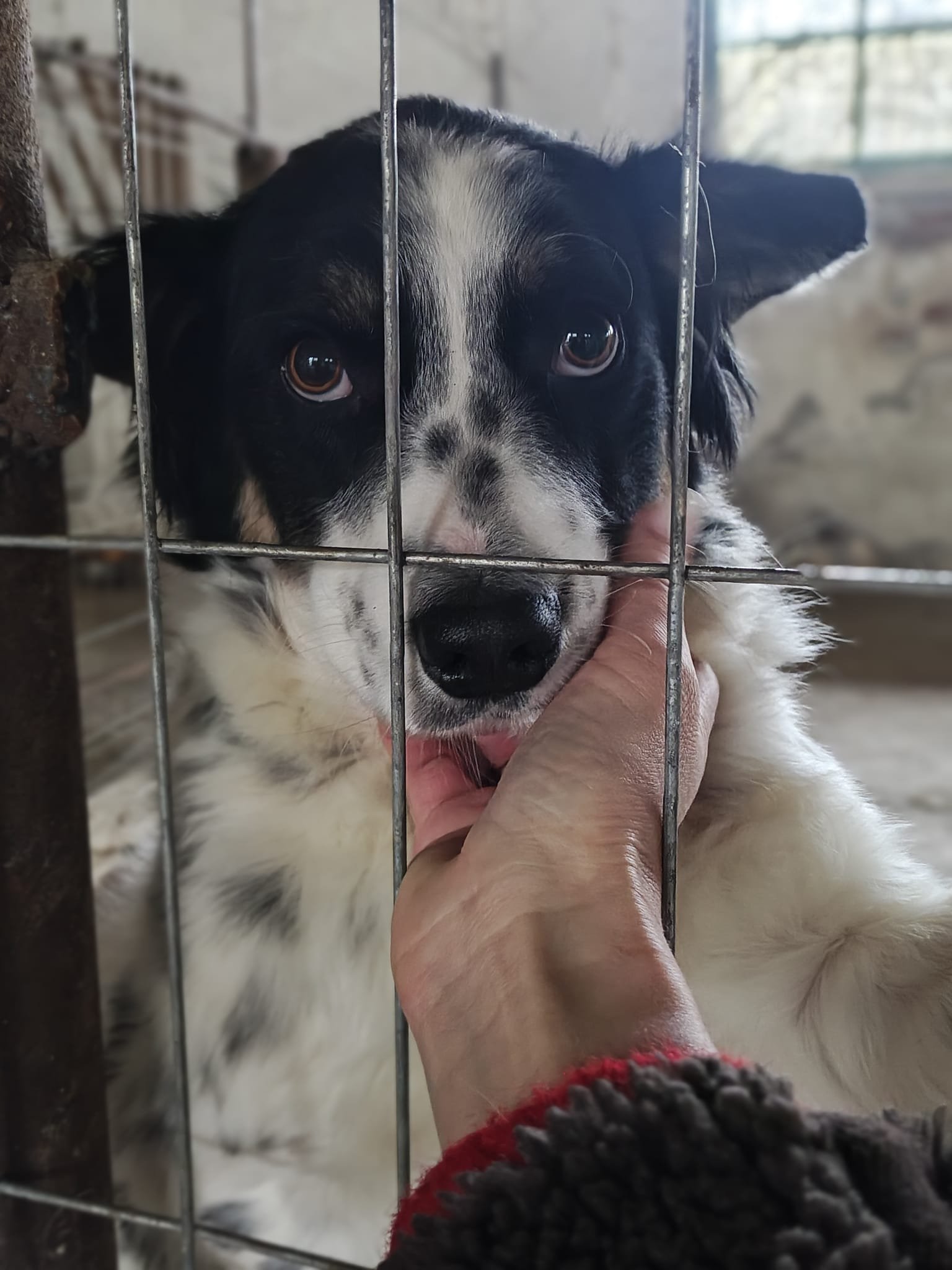 Kampagnen-Foto für 150 Seelen brauchen uns jetzt. Rettung von Silvis Shelter, 6 von 8