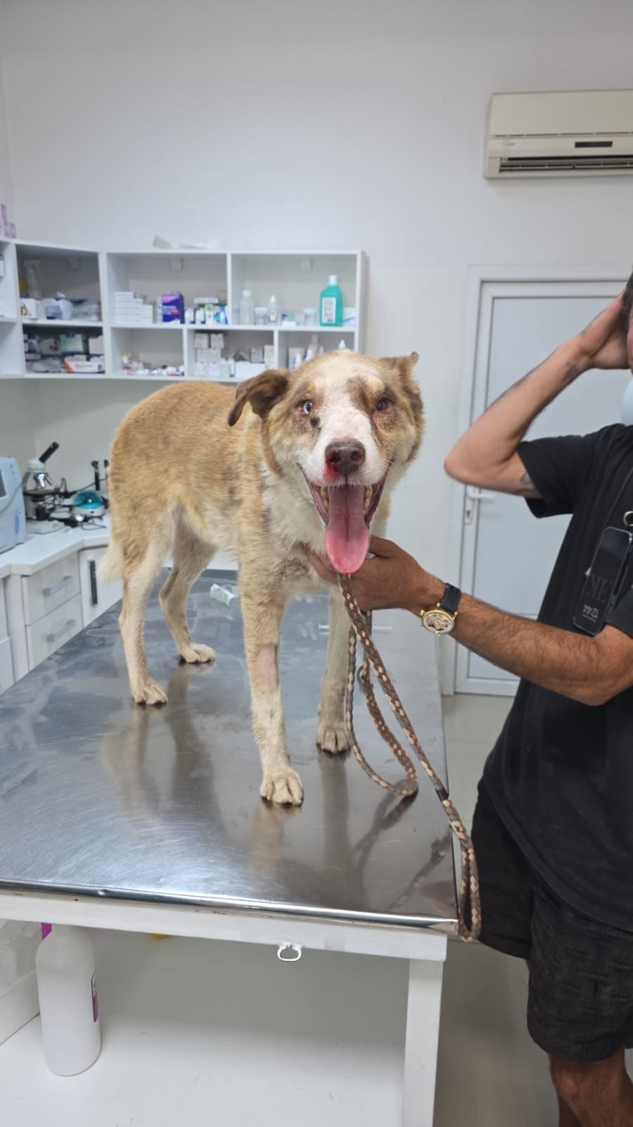 Help Us Cover Skye’s Ongoing Veterinary Care campaign photo, 2 of 8