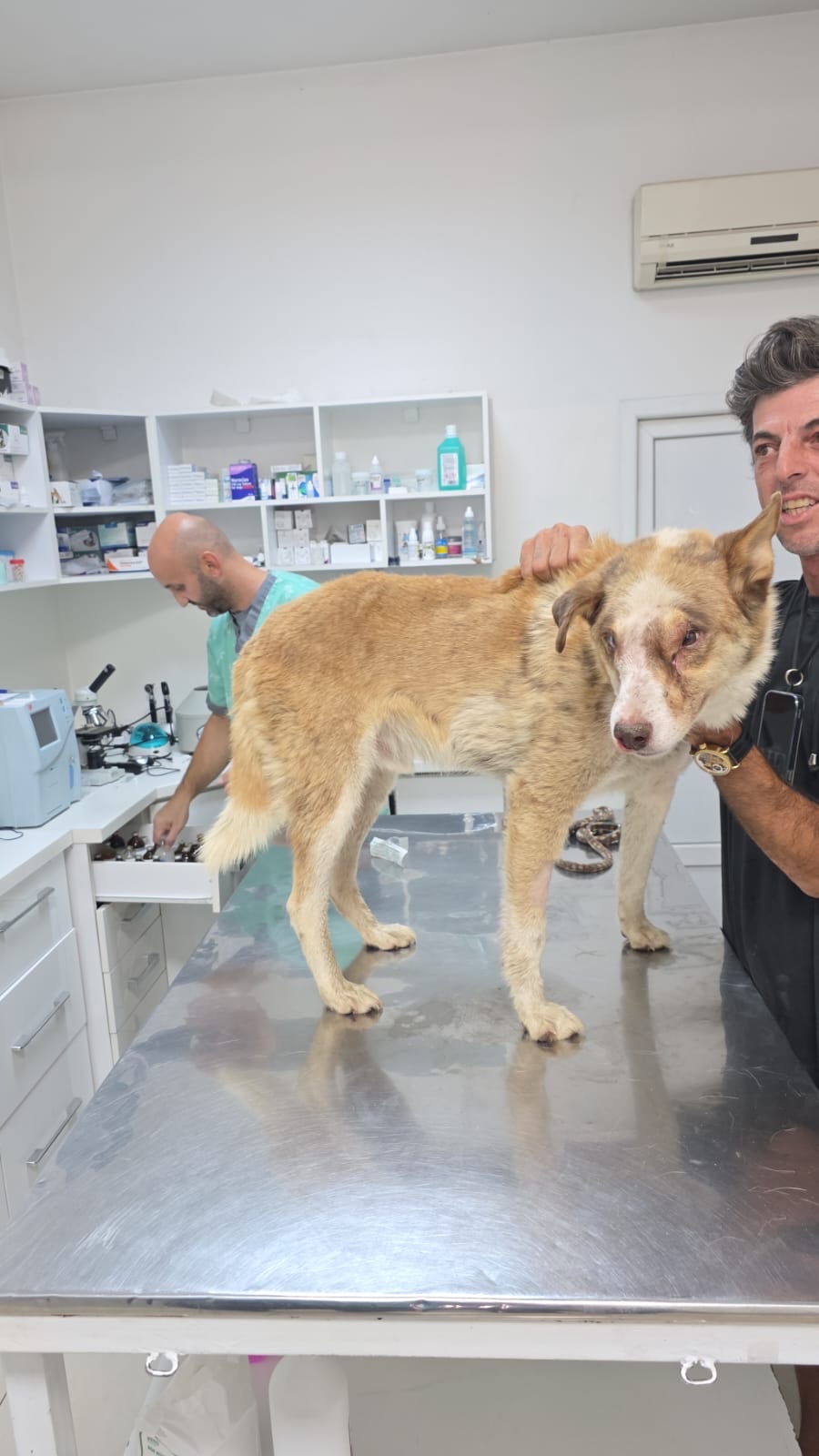 Help Us Cover Skye’s Ongoing Veterinary Care campaign photo, 5 of 8
