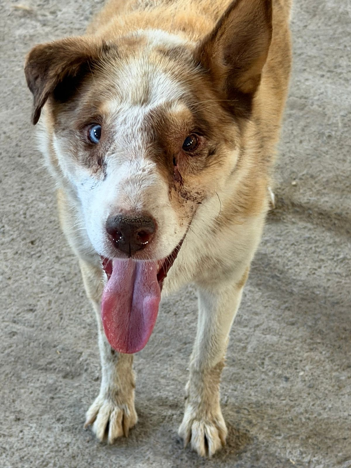Help Us Cover Skye’s Ongoing Veterinary Care campaign photo, 6 of 8