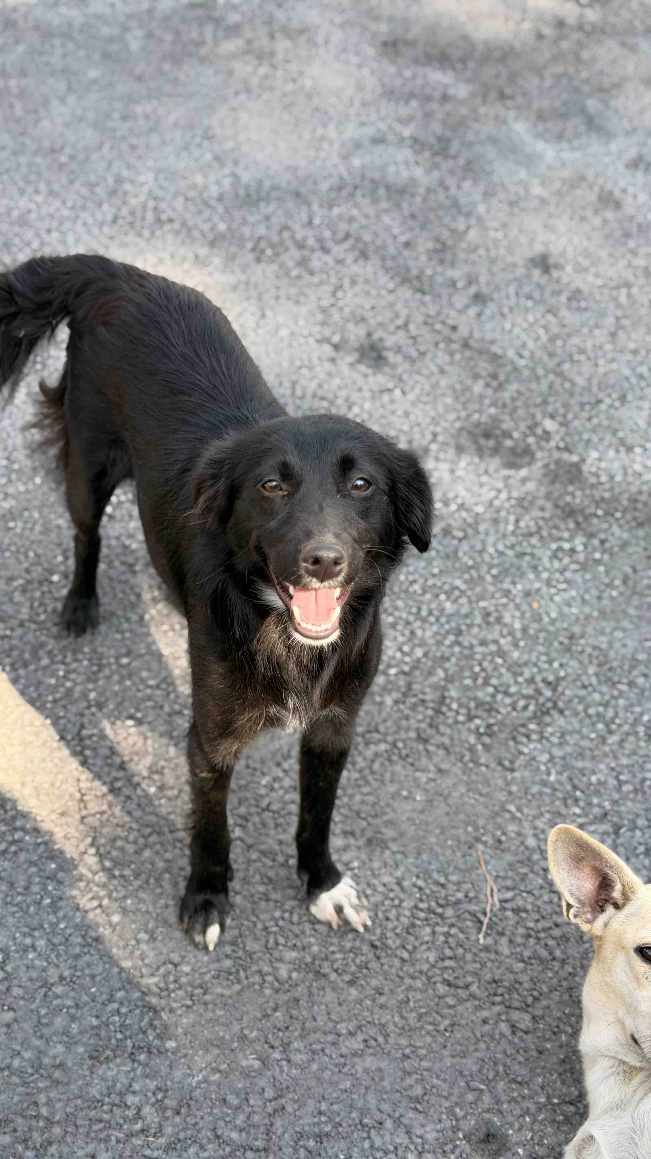 Kampagnen-Foto für Support Marijana Feed Street Dogs, 2 von 4