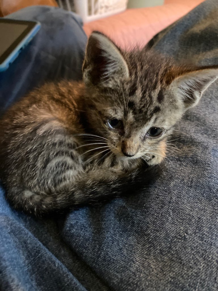 Help Millison Care for Cats and Kittens campaign photo, 7 of 8