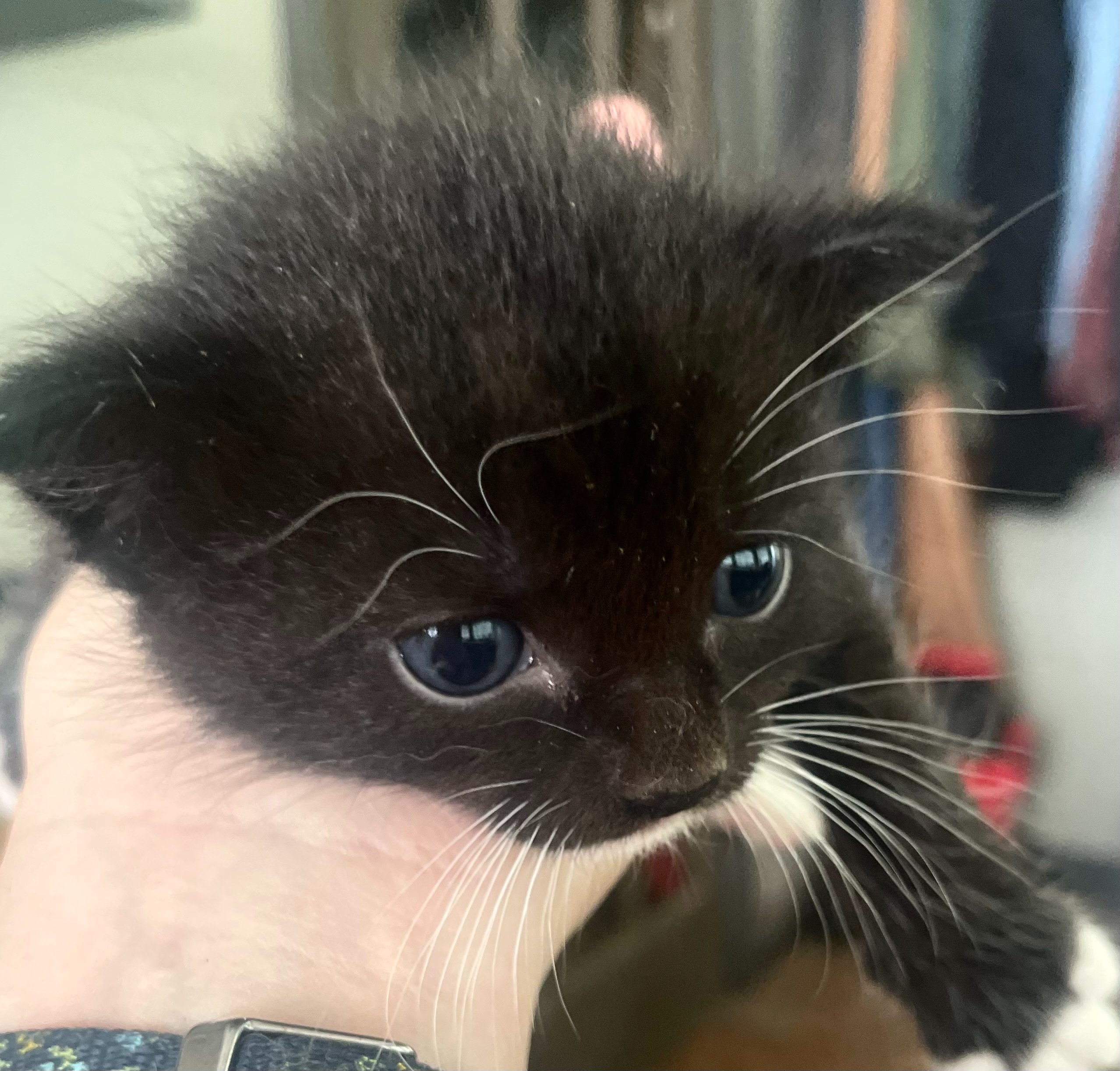 Help Millison Care for Cats and Kittens campaign photo, 2 of 8