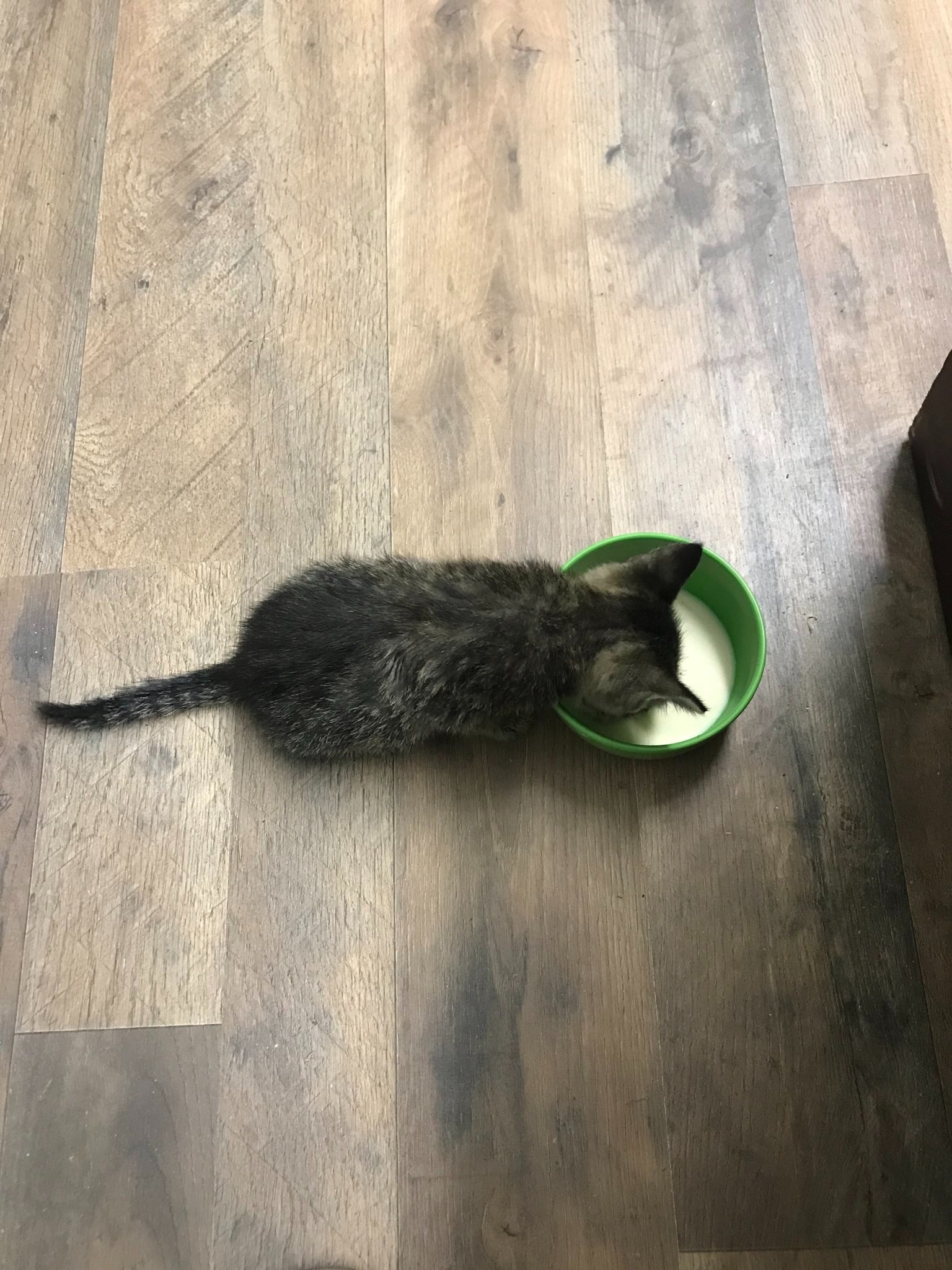 Help Millison Care for Cats and Kittens campaign photo, 4 of 8