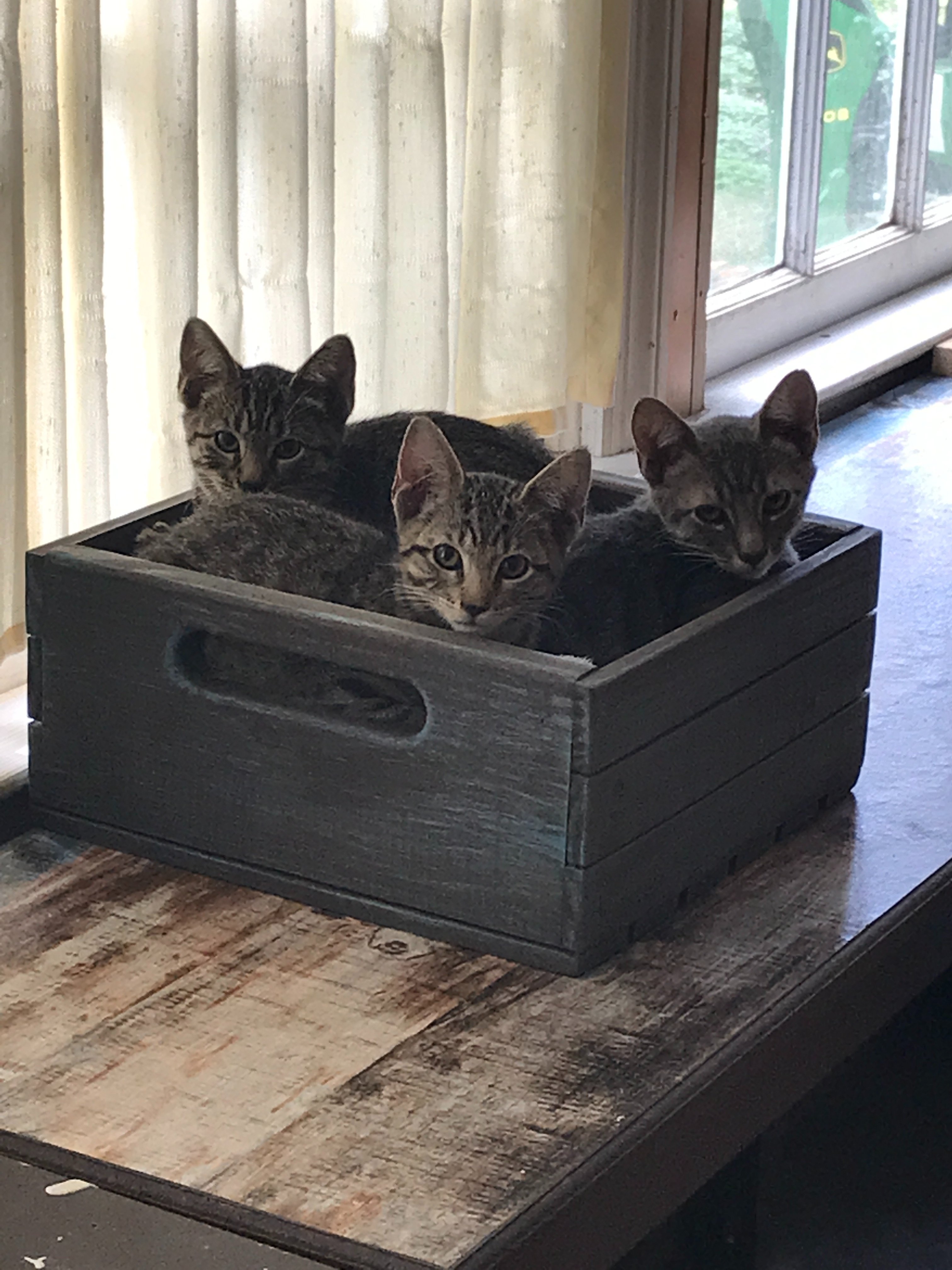 Help Millison Care for Cats and Kittens campaign photo, 5 of 8