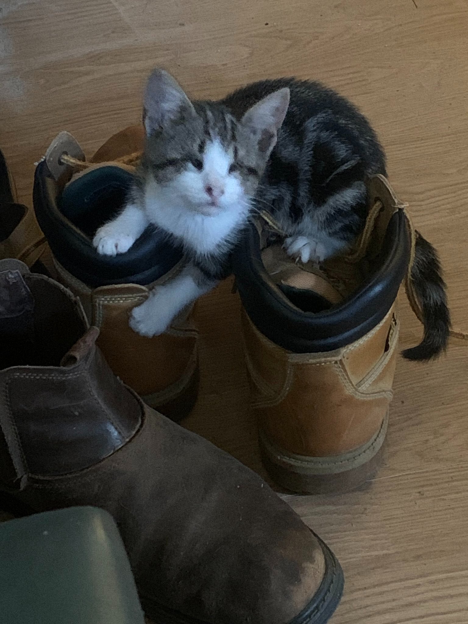 Help Millison Care for Cats and Kittens campaign photo, 6 of 8