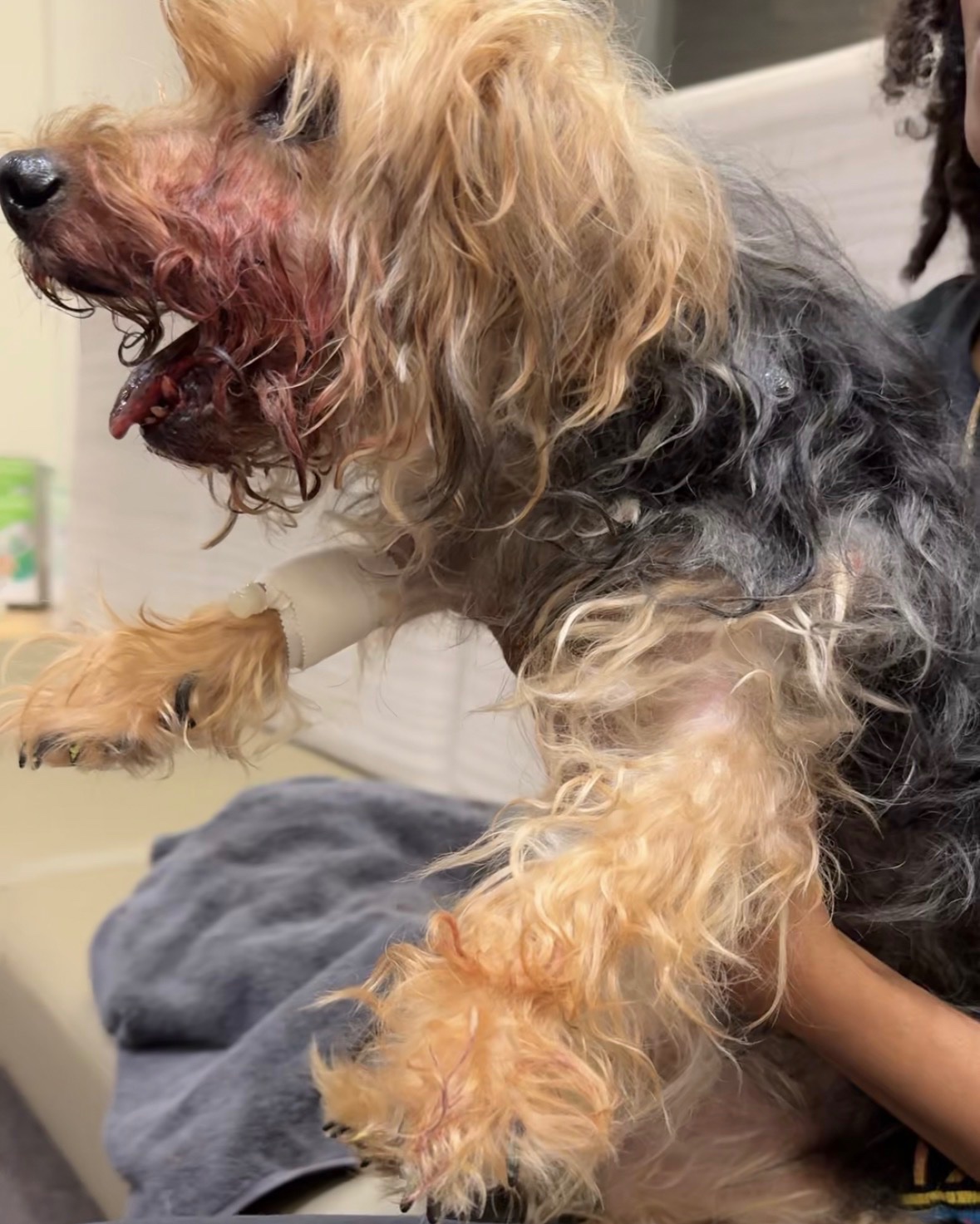 Help Bring Mateo Home after a serious dog attack campaign photo, 6 of 7