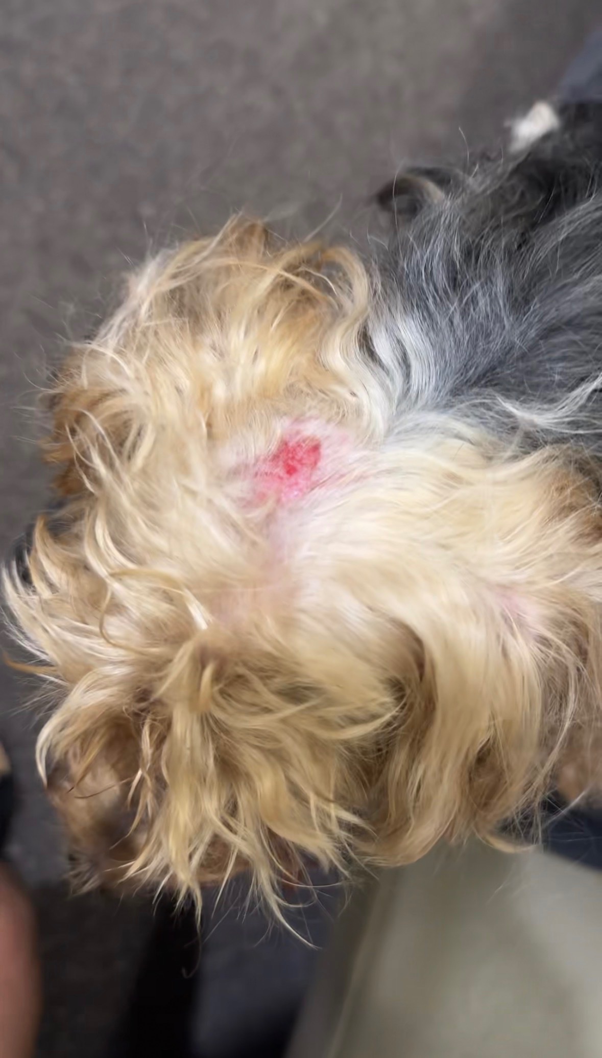 Help Bring Mateo Home after a serious dog attack campaign photo, 4 of 7