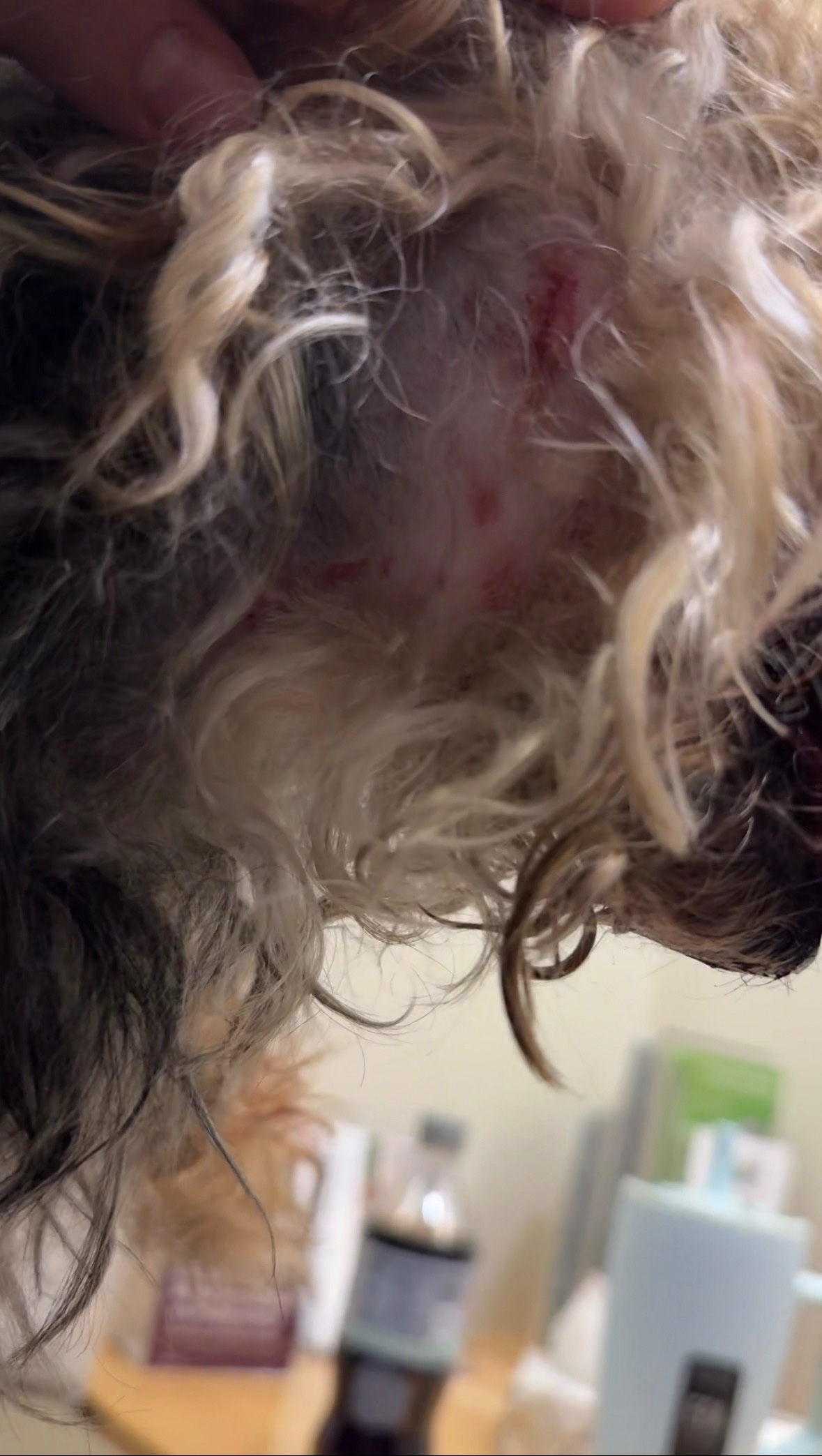 Help Bring Mateo Home after a serious dog attack campaign photo, 2 of 7