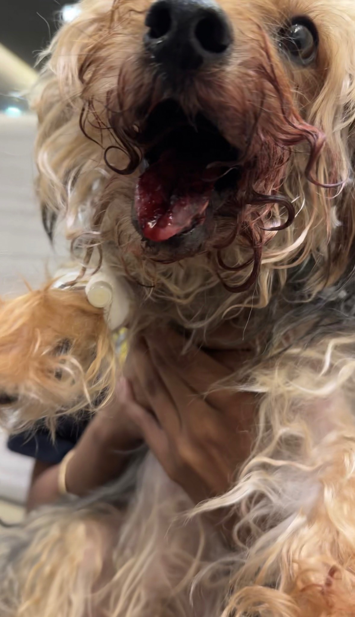 Help Bring Mateo Home after a serious dog attack campaign photo, 5 of 7