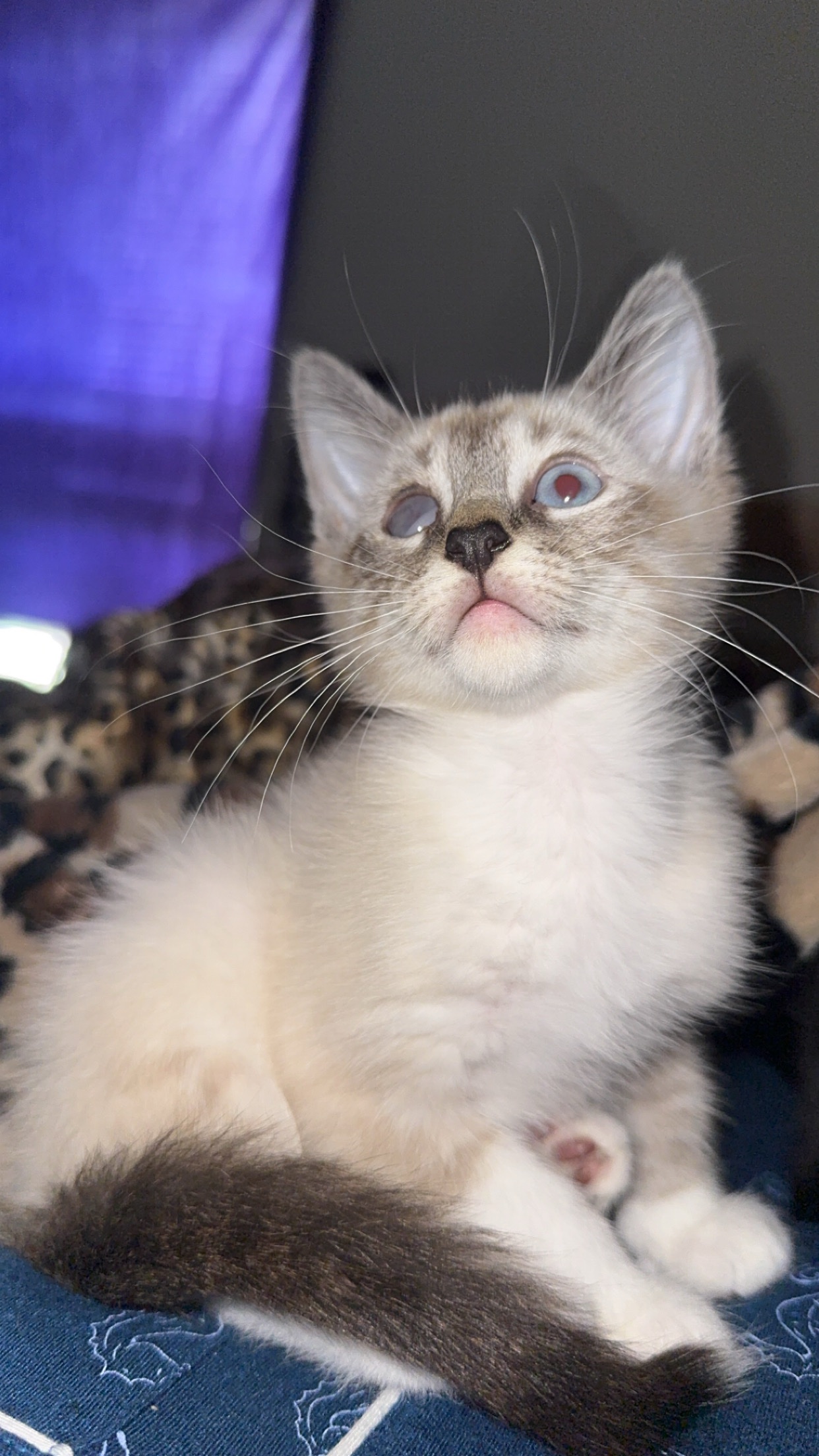 Help Snowflake Save His Eye With Vet Surgery campaign photo, 5 of 6