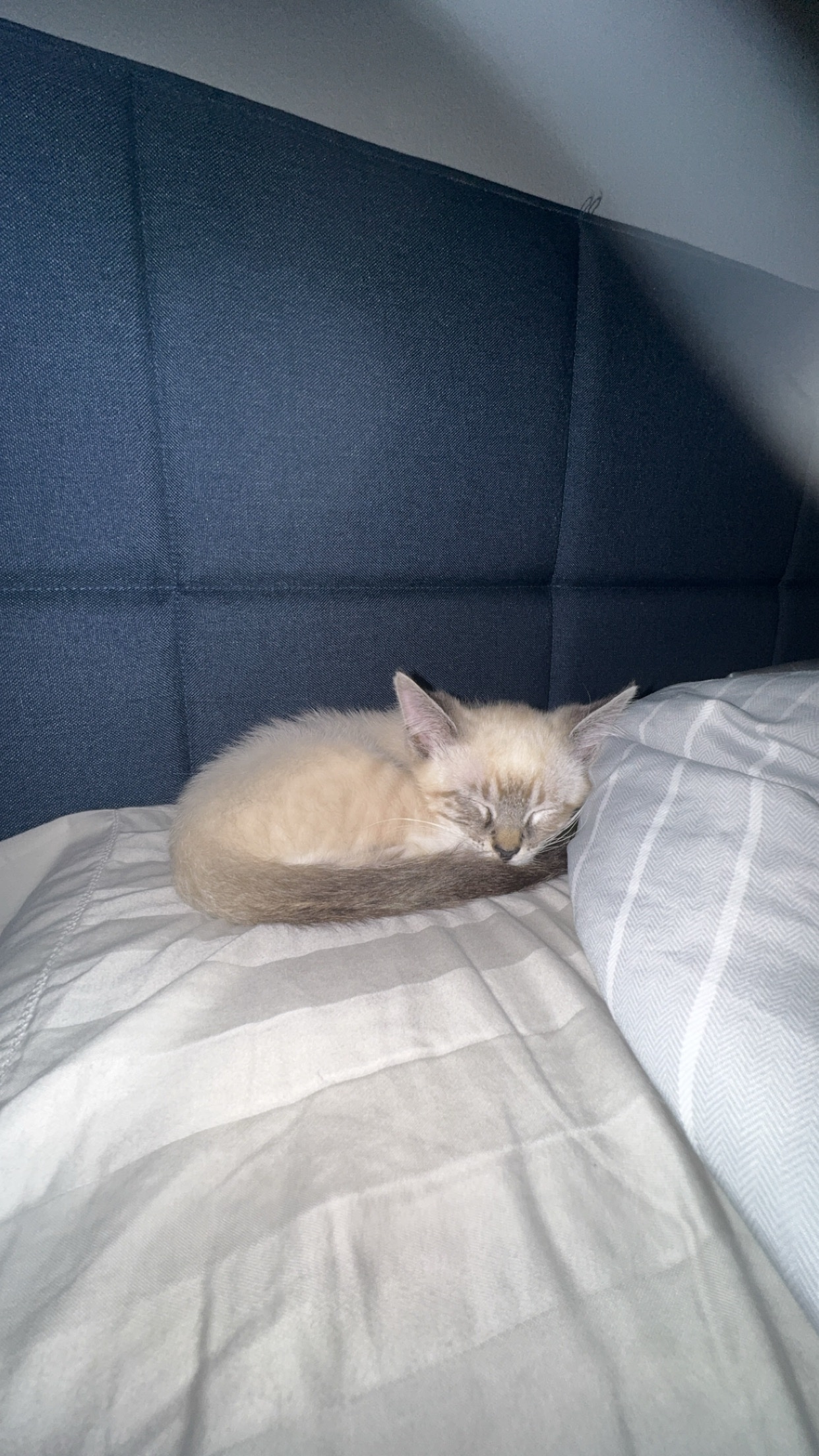 Help Snowflake Save His Eye With Vet Surgery campaign photo, 2 of 6