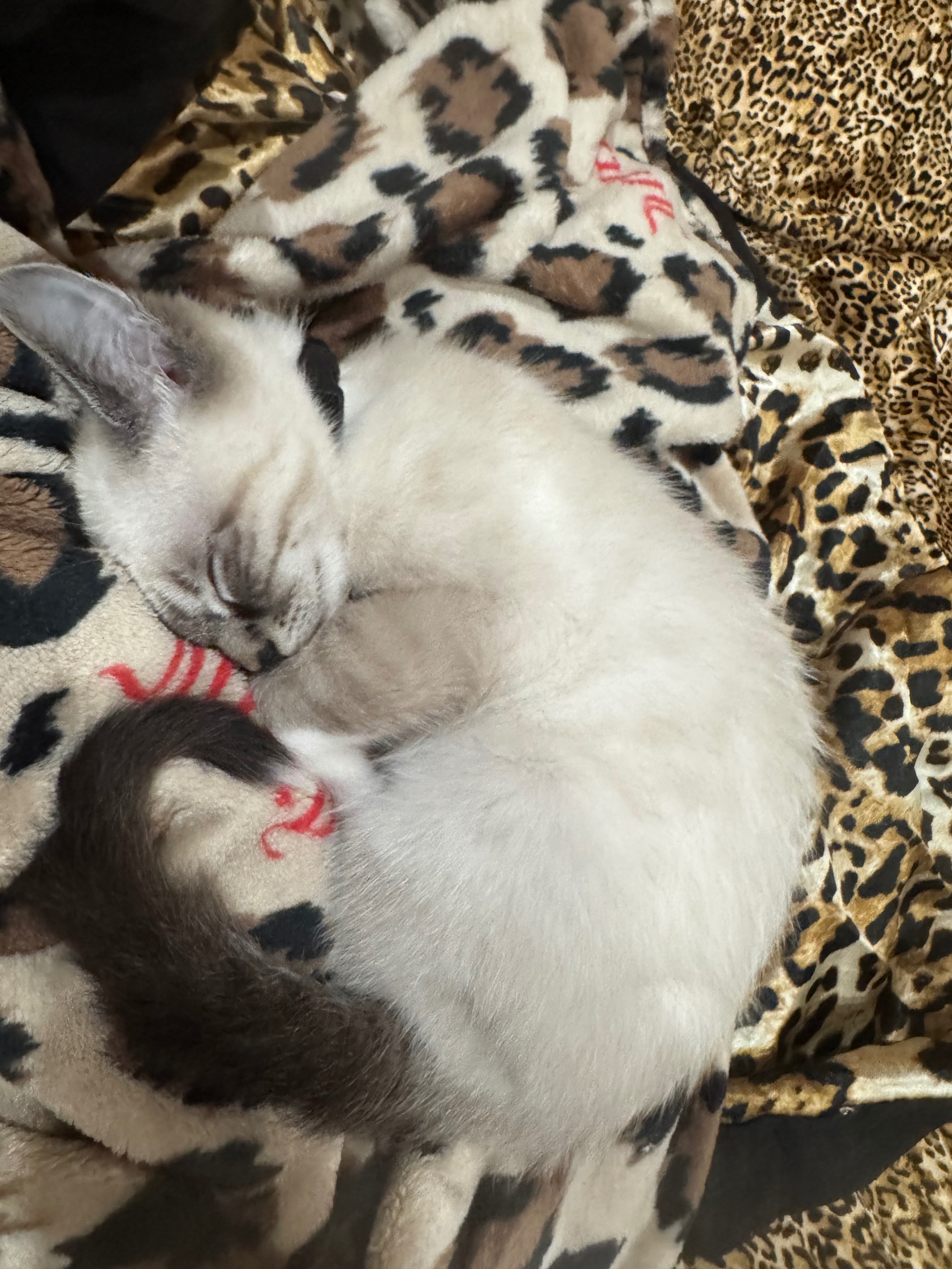 Help Snowflake Save His Eye With Vet Surgery campaign photo, 4 of 6