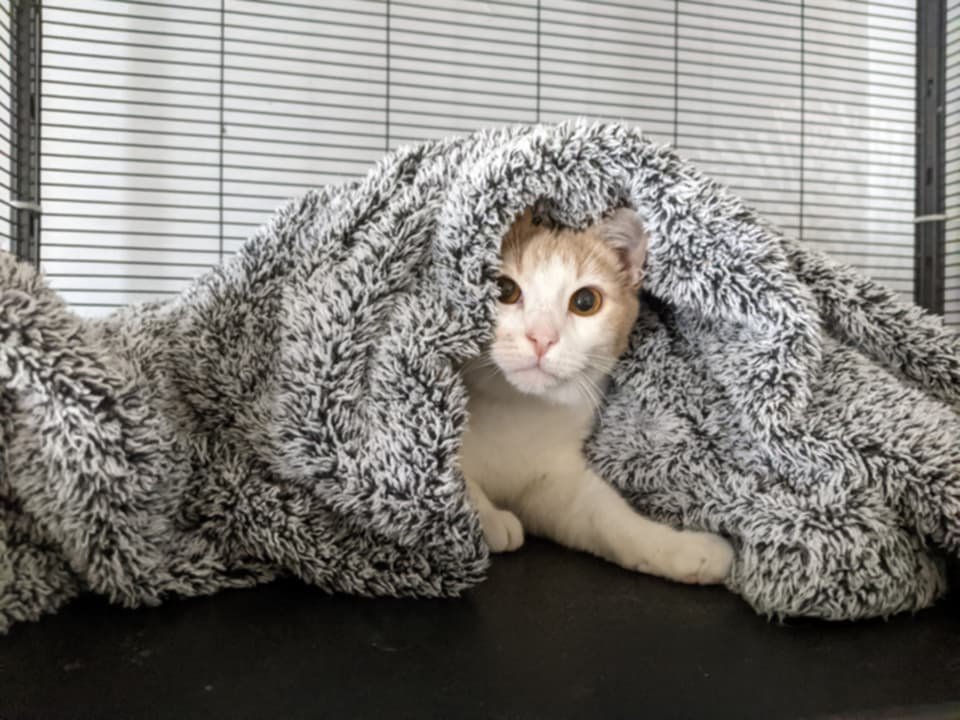 Winter Warmth for Owl House Cats! campaign photo, 6 of 7