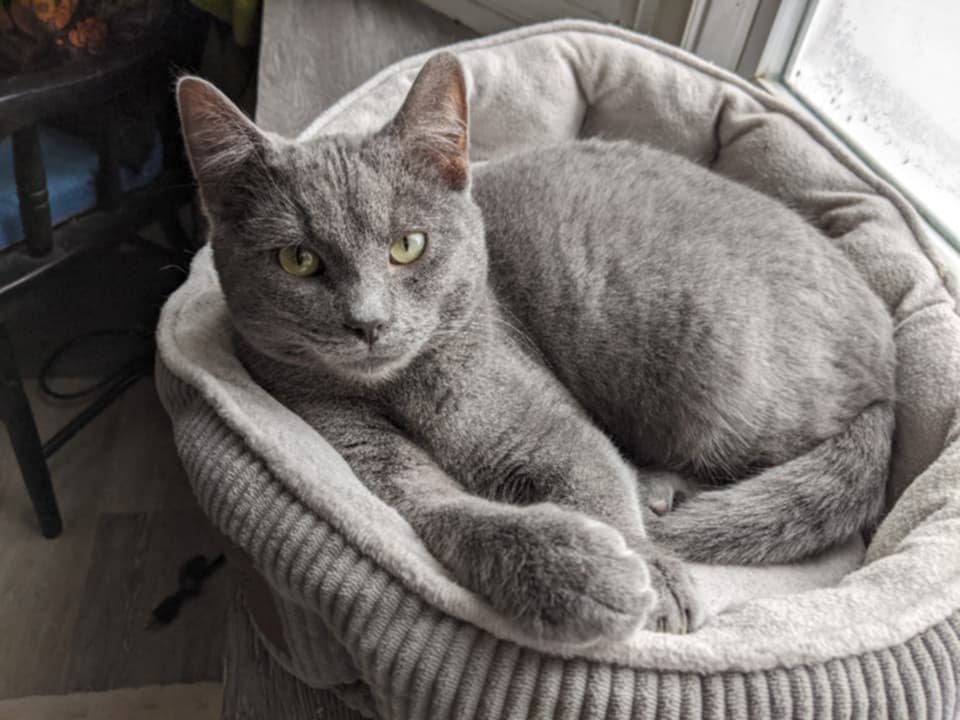 Winter Warmth for Owl House Cats! campaign photo, 2 of 7