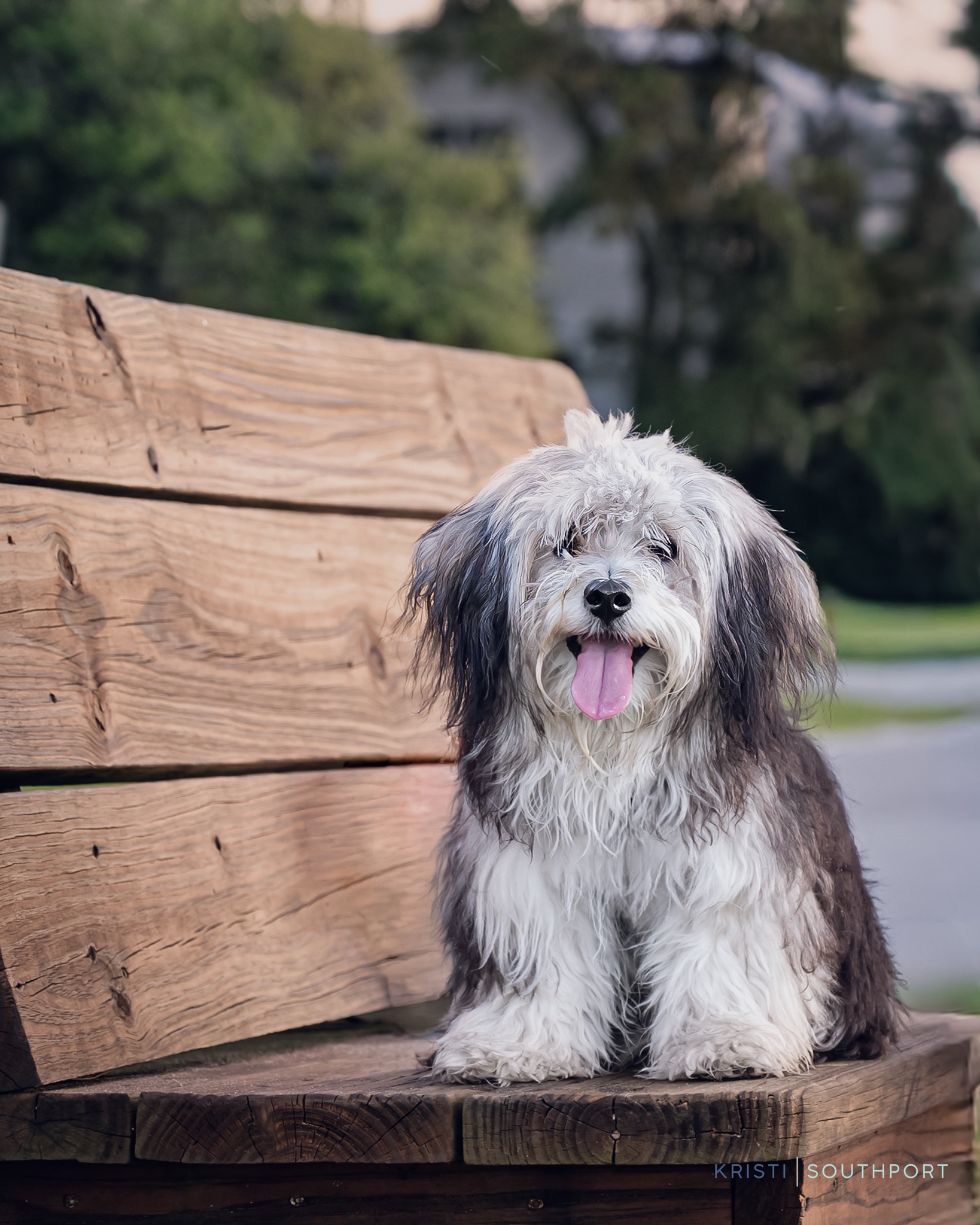 Help Local Pets in Need campaign photo, 7 of 8