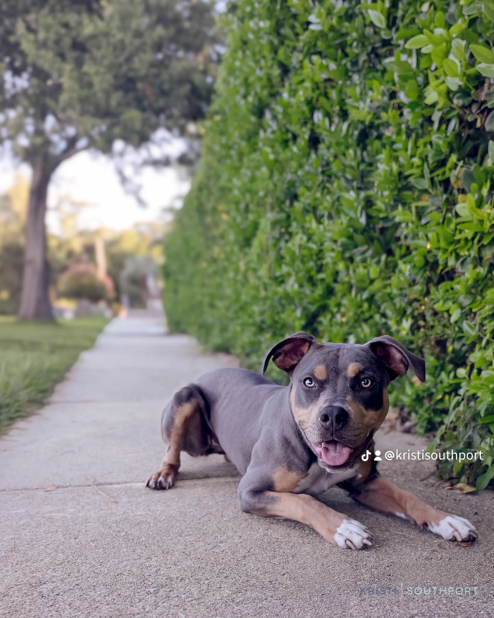 Help Local Pets in Need campaign photo, 2 of 8