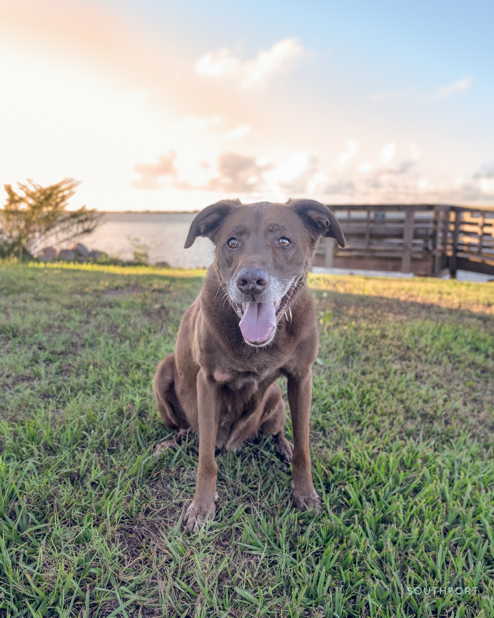 Help Local Pets in Need campaign photo, 6 of 8