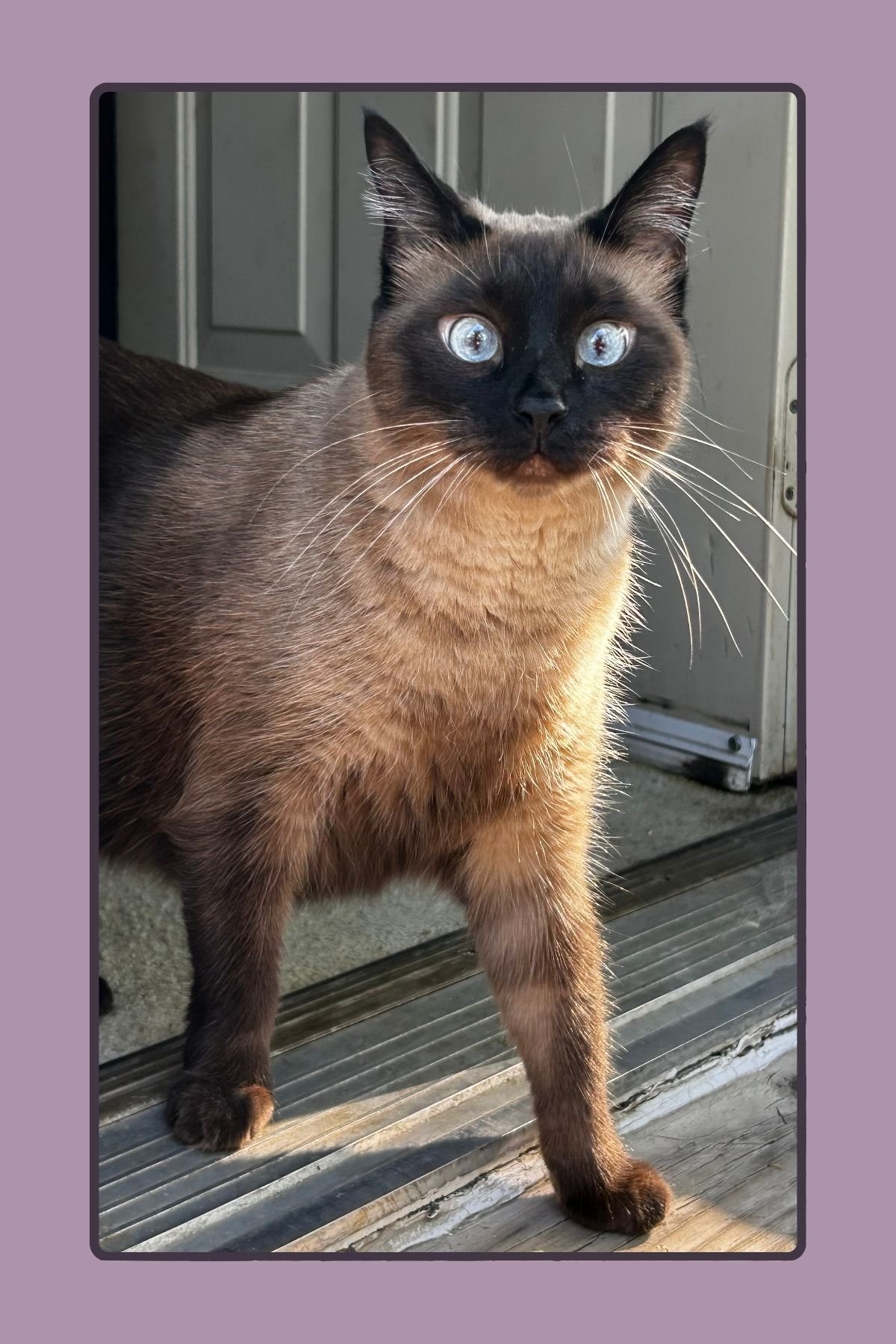 Bud McMickell's Memorial Fund for Beloved Cat campaign photo, 5 of 6