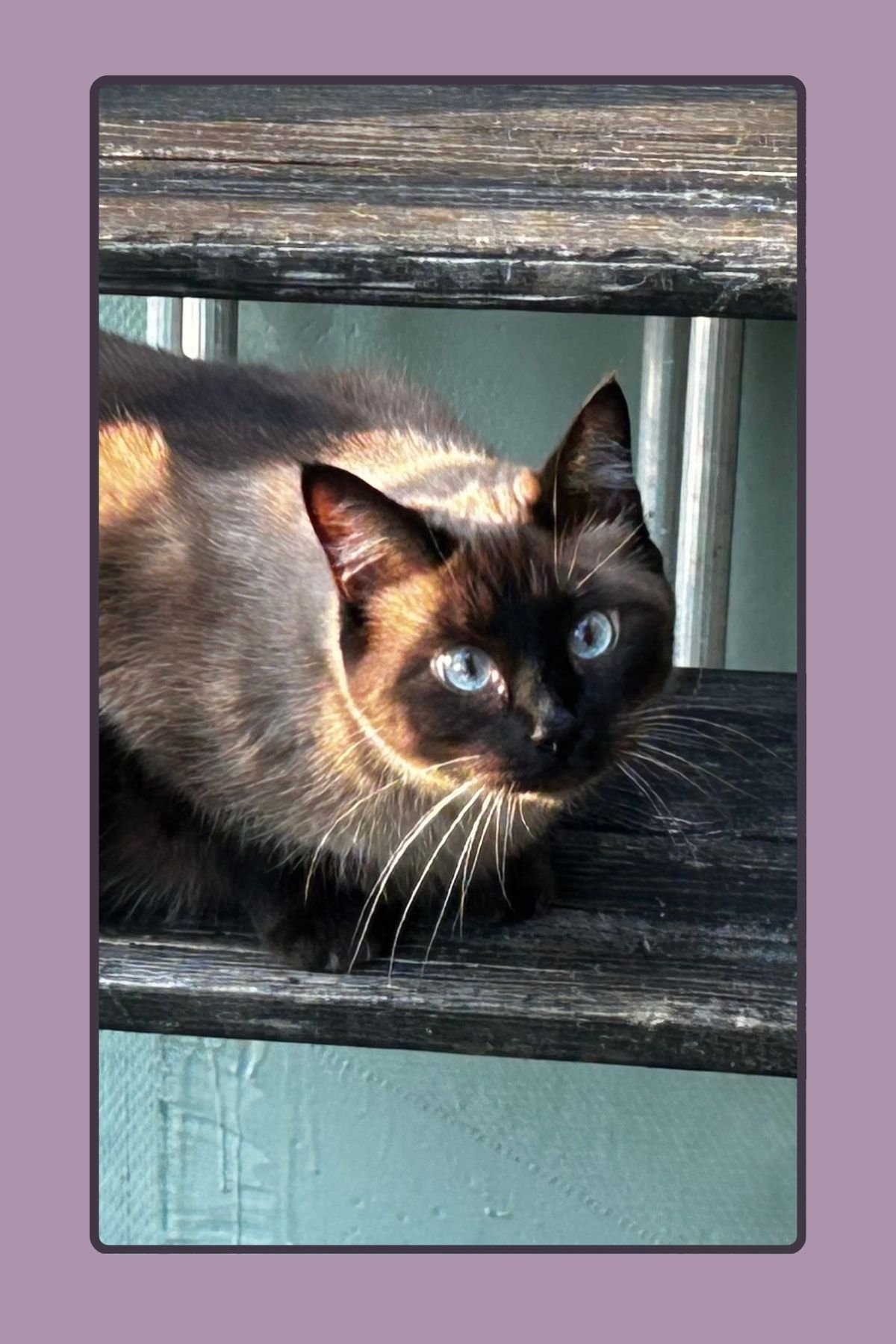 Bud McMickell's Memorial Fund for Beloved Cat campaign photo, 2 of 6